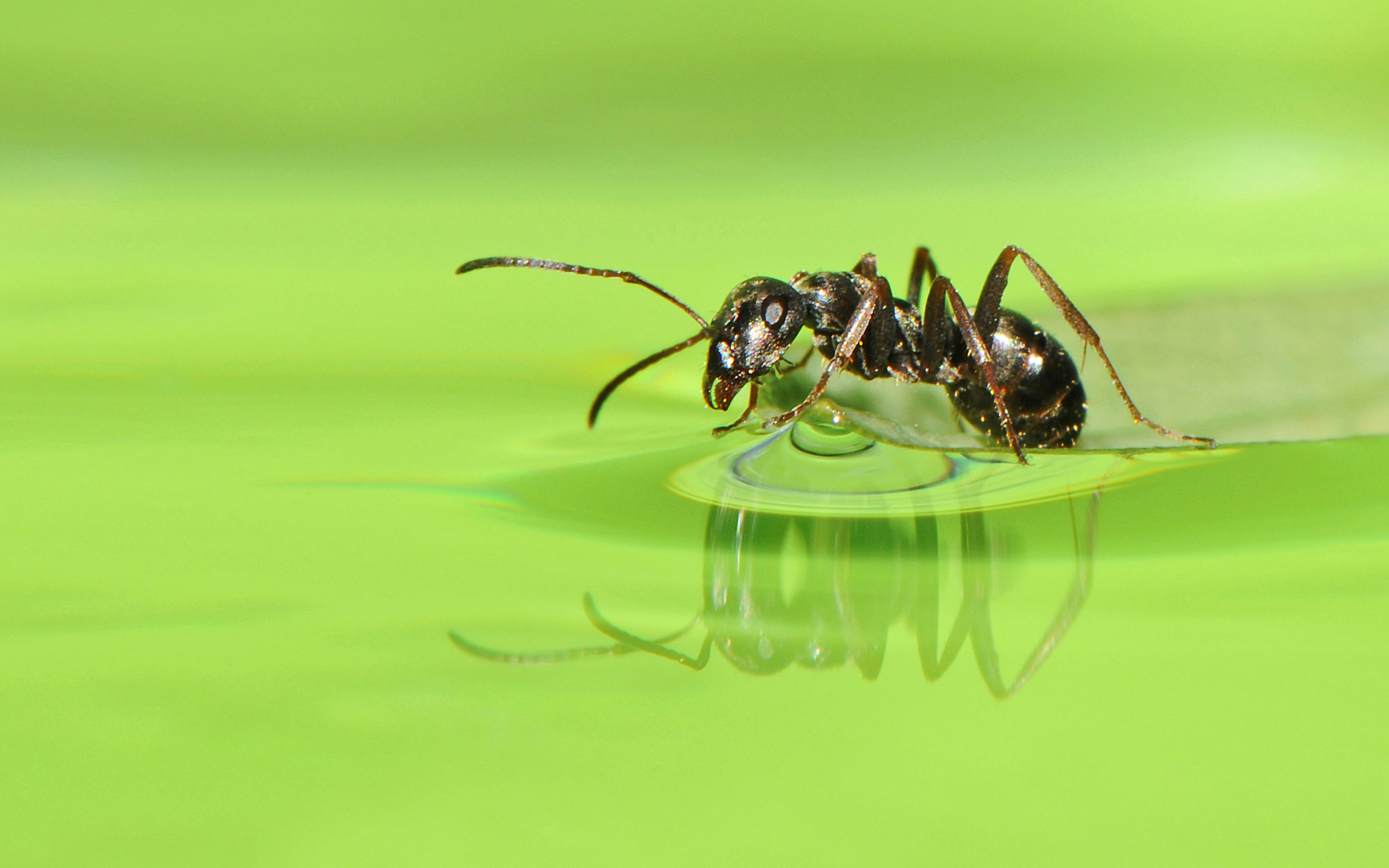 595109 descargar fondo de pantalla animales, hormiga, insecto: protectores de pantalla e imágenes gratis