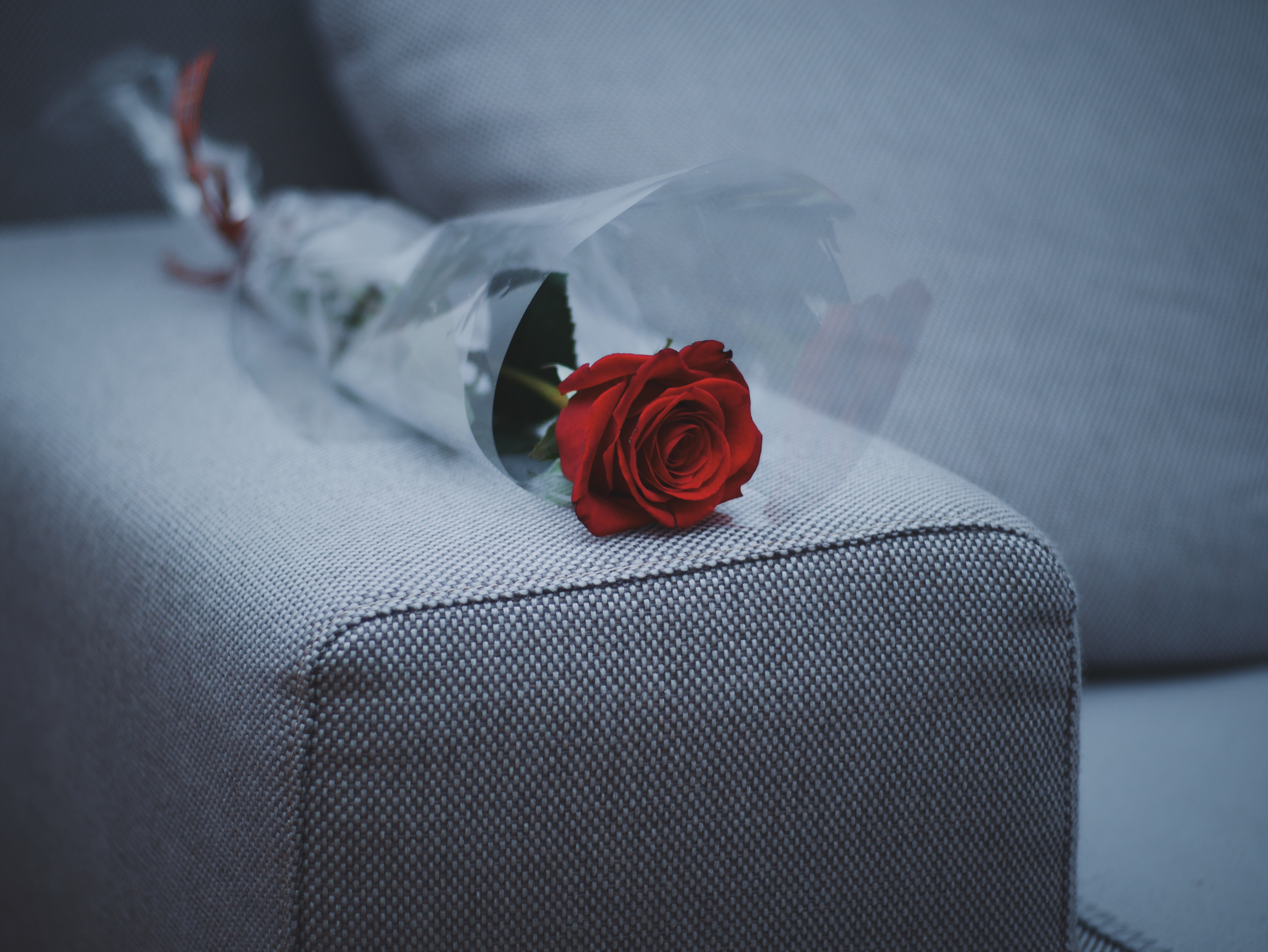 Téléchargez gratuitement l'image Fleurs, Sofa, Une Rose, Canapé, Mobilier, Un Meuble, Rose sur le bureau de votre PC