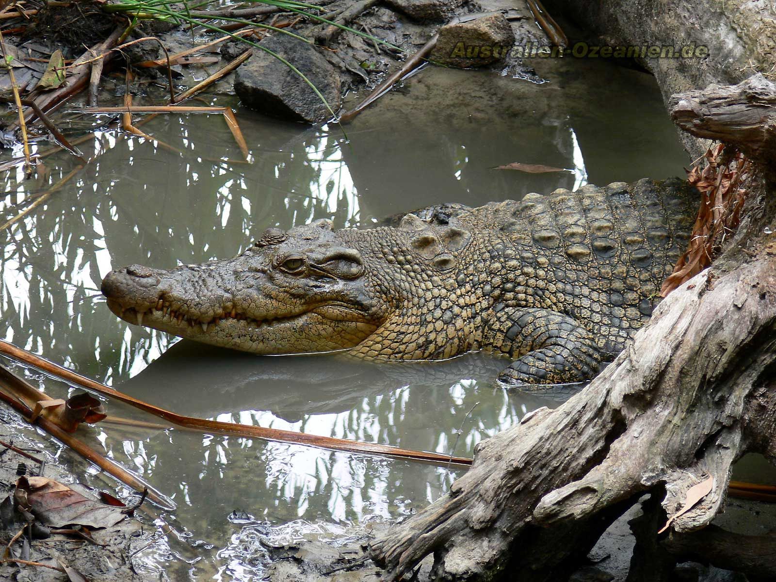 97757 скачать обои крокодил, животные, вода, плавать, грязь, бревна - заставки и картинки бесплатно