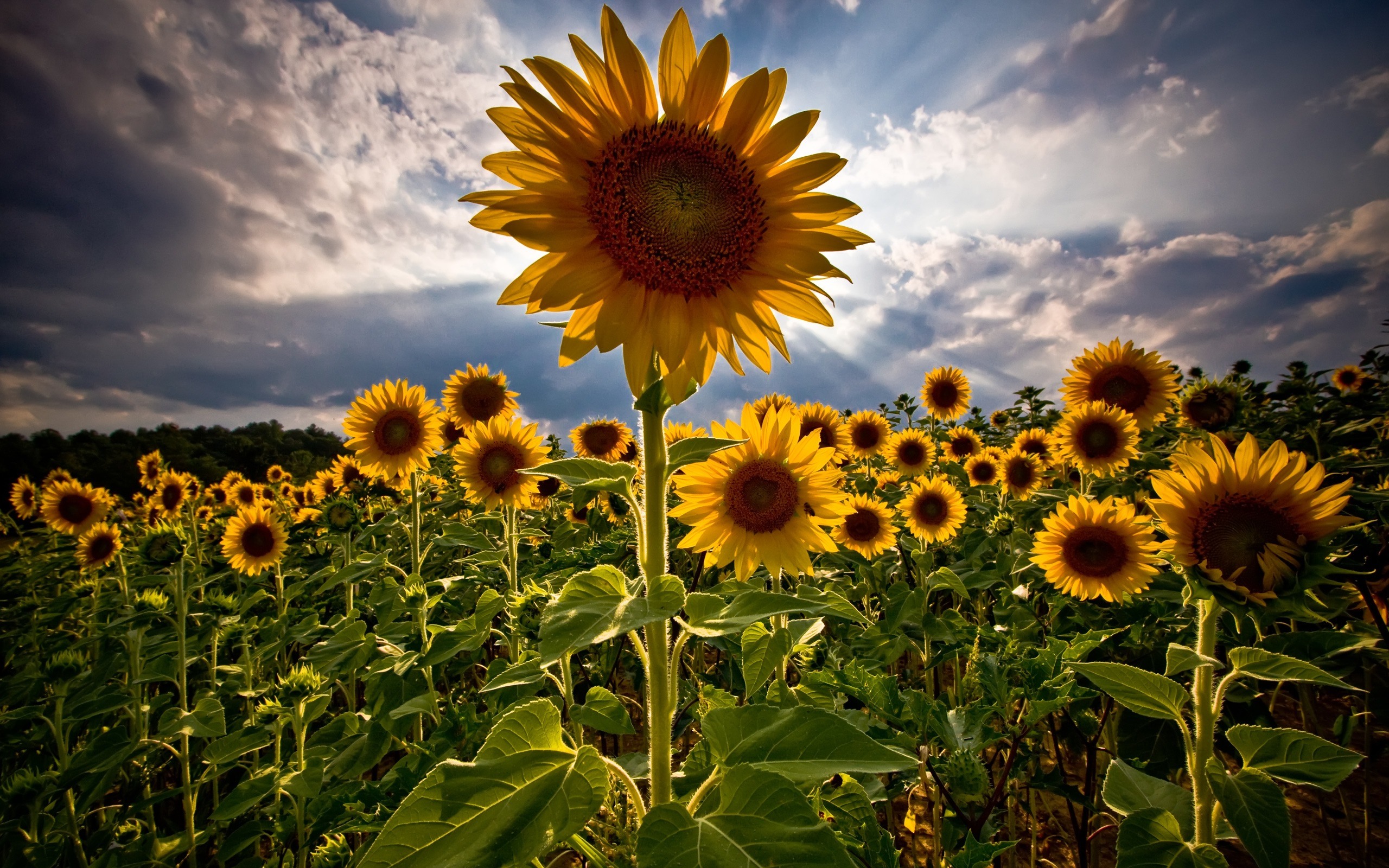 Download mobile wallpaper Sunflower, Summer, Plant, Yellow Flower, Flowers, Nature, Flower, Earth for free.