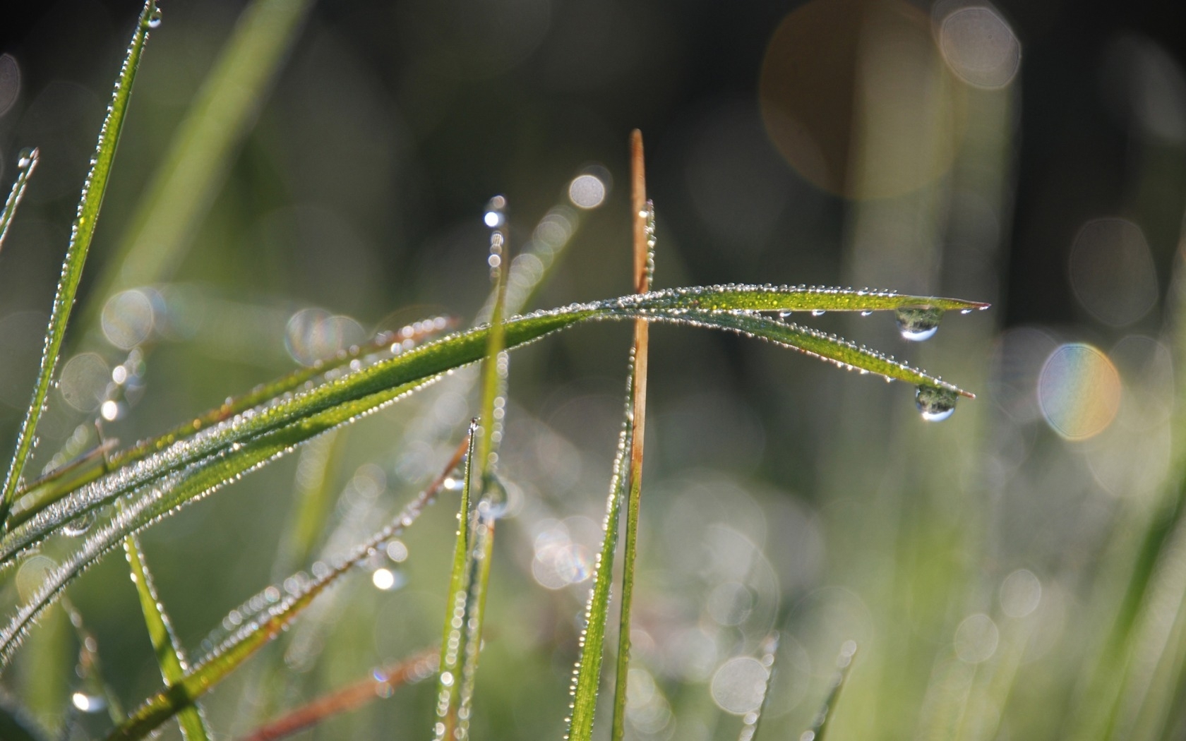 Download mobile wallpaper Grass, Drops, Plants for free.