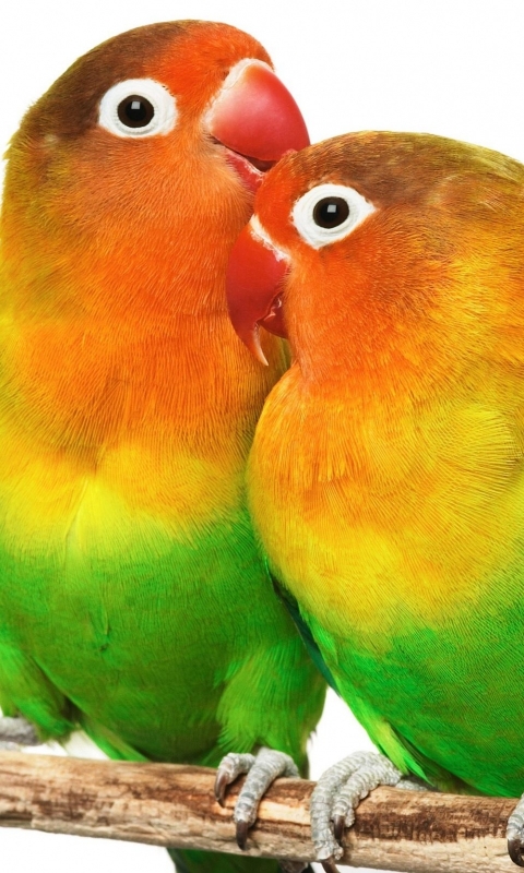 animal, lovebird, birds