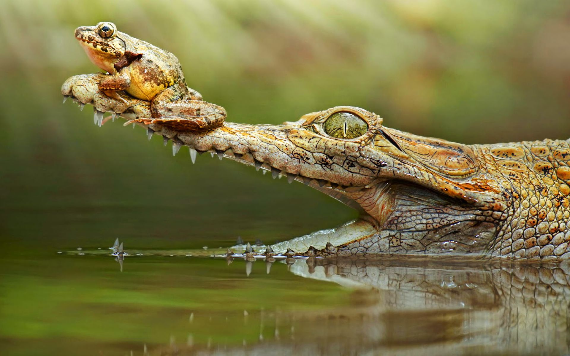 animal, crocodile, amphibian, frog, reptiles