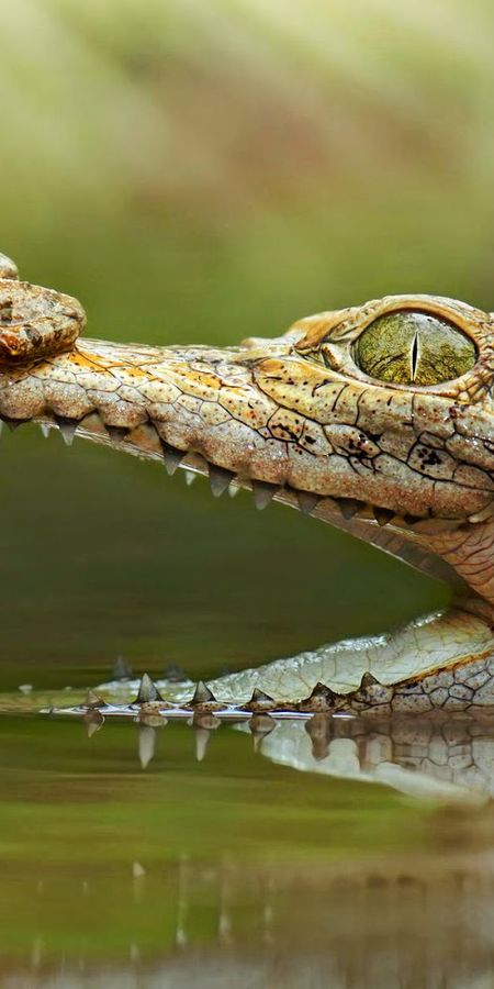 Крокодилы и лягушки какие животные. Крокодил амфибия. Пасть крокодила. Земноводные крокодил. Крокодил и лягушка.