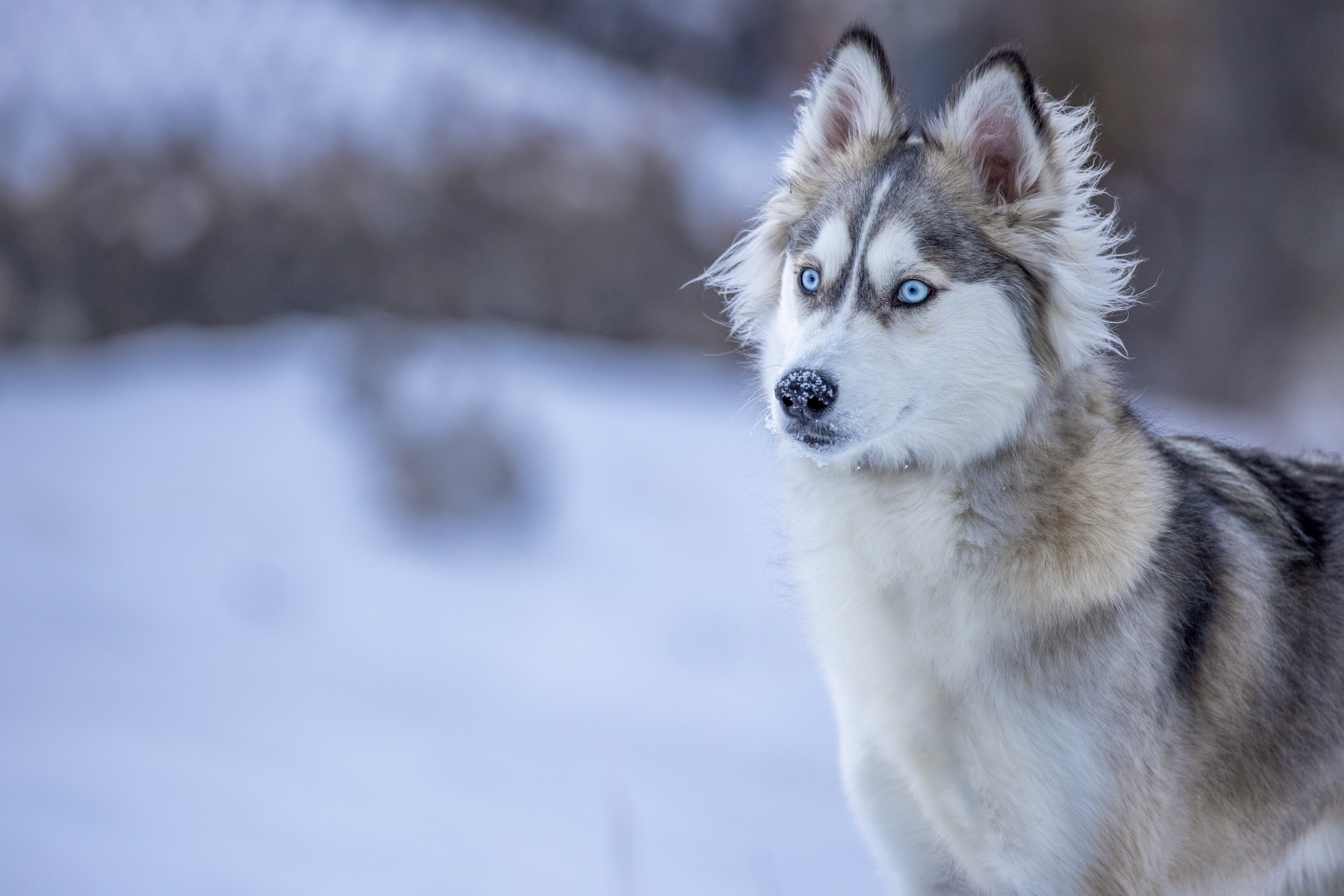 Download mobile wallpaper Snow, Opinion, Animals, Sight, Dog, Winter, Husky for free.