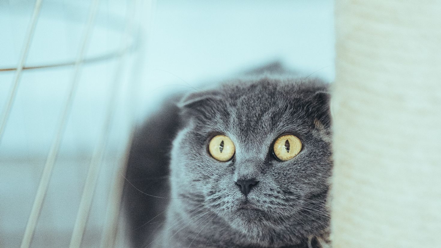 картинки вислоухого кота серого