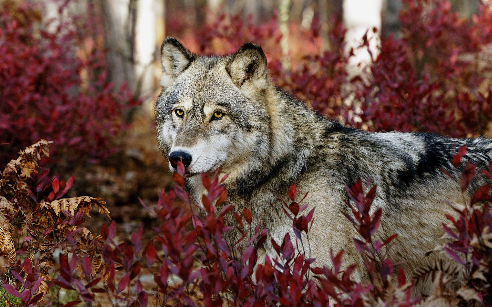 wallpapers wolfs, animals