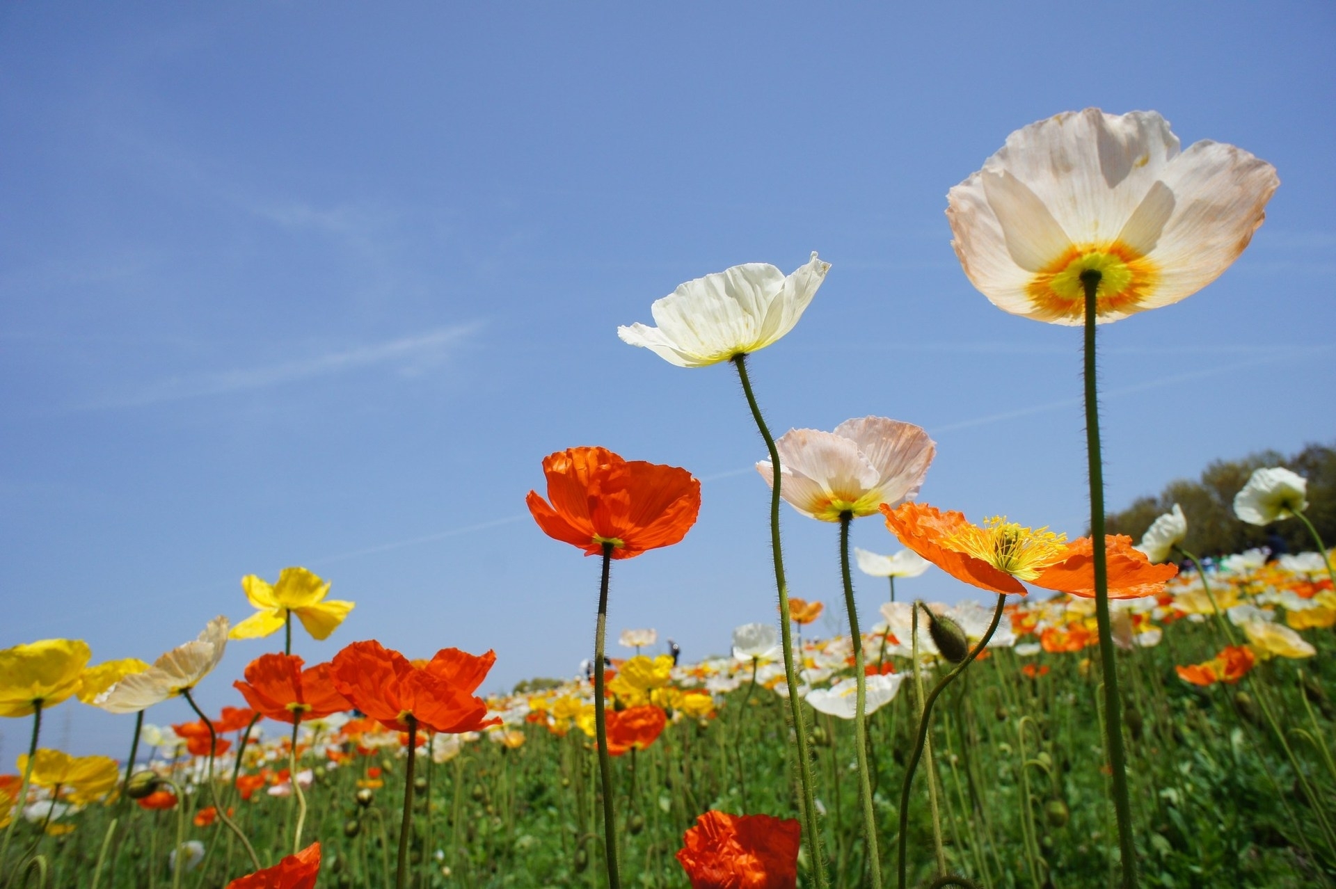 nature, flowers, sky, poppies, field, different Aesthetic wallpaper