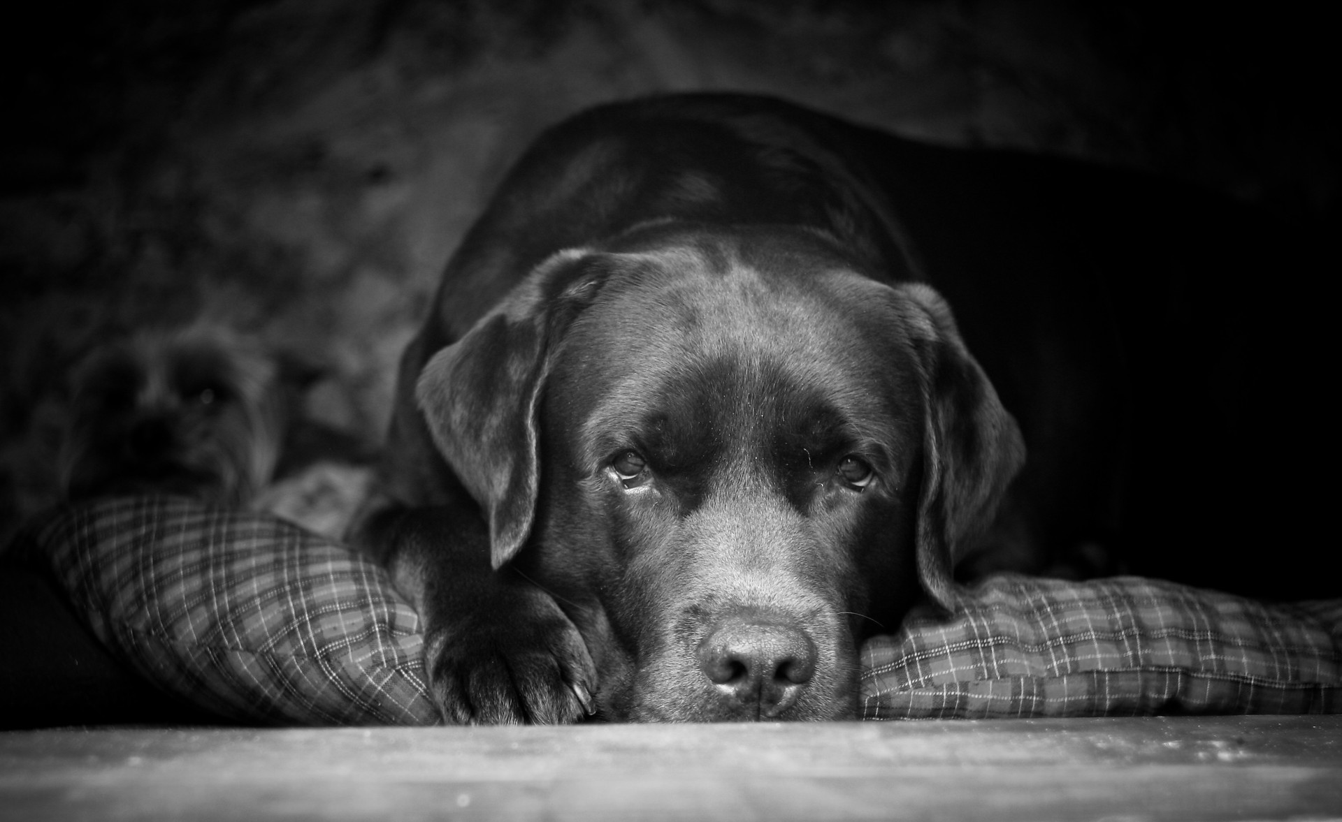 грустная собака картинки
