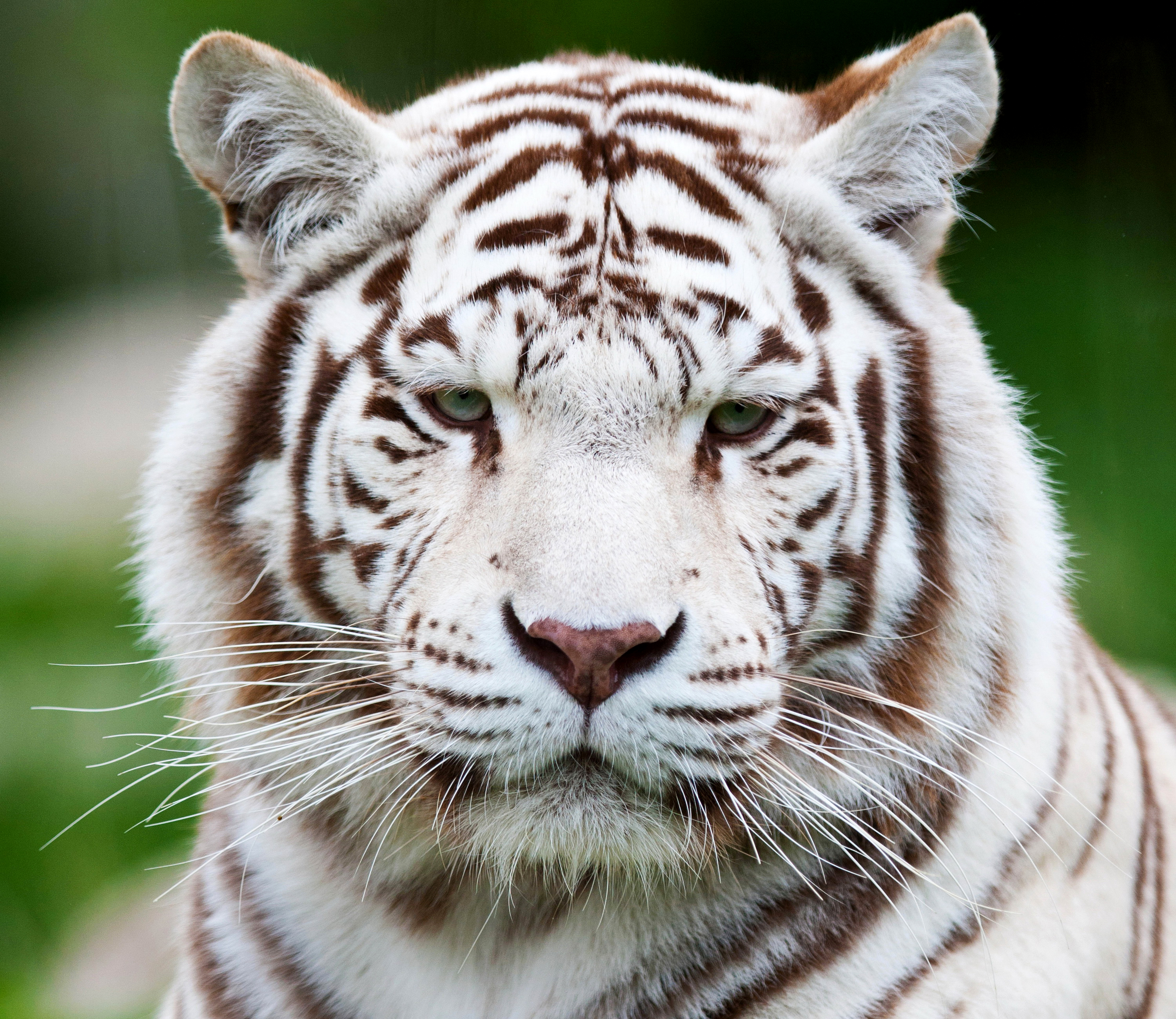 88900 baixar papel de parede tigre branco, animais, focinho, predator, predador, tigre - protetores de tela e imagens gratuitamente