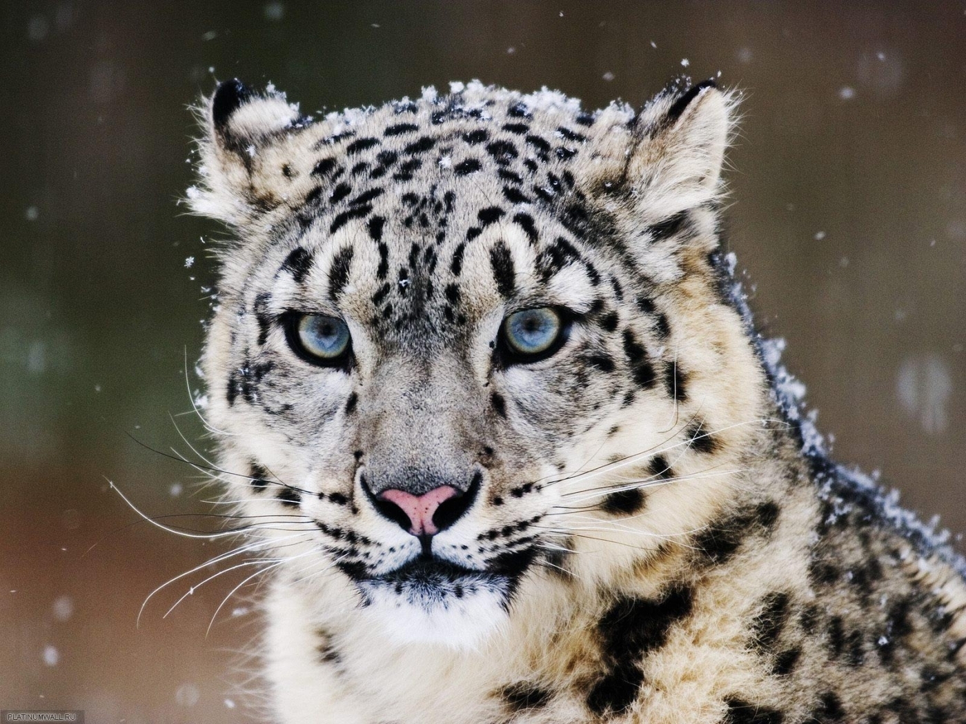 Download mobile wallpaper Snow Leopard, Animals for free.