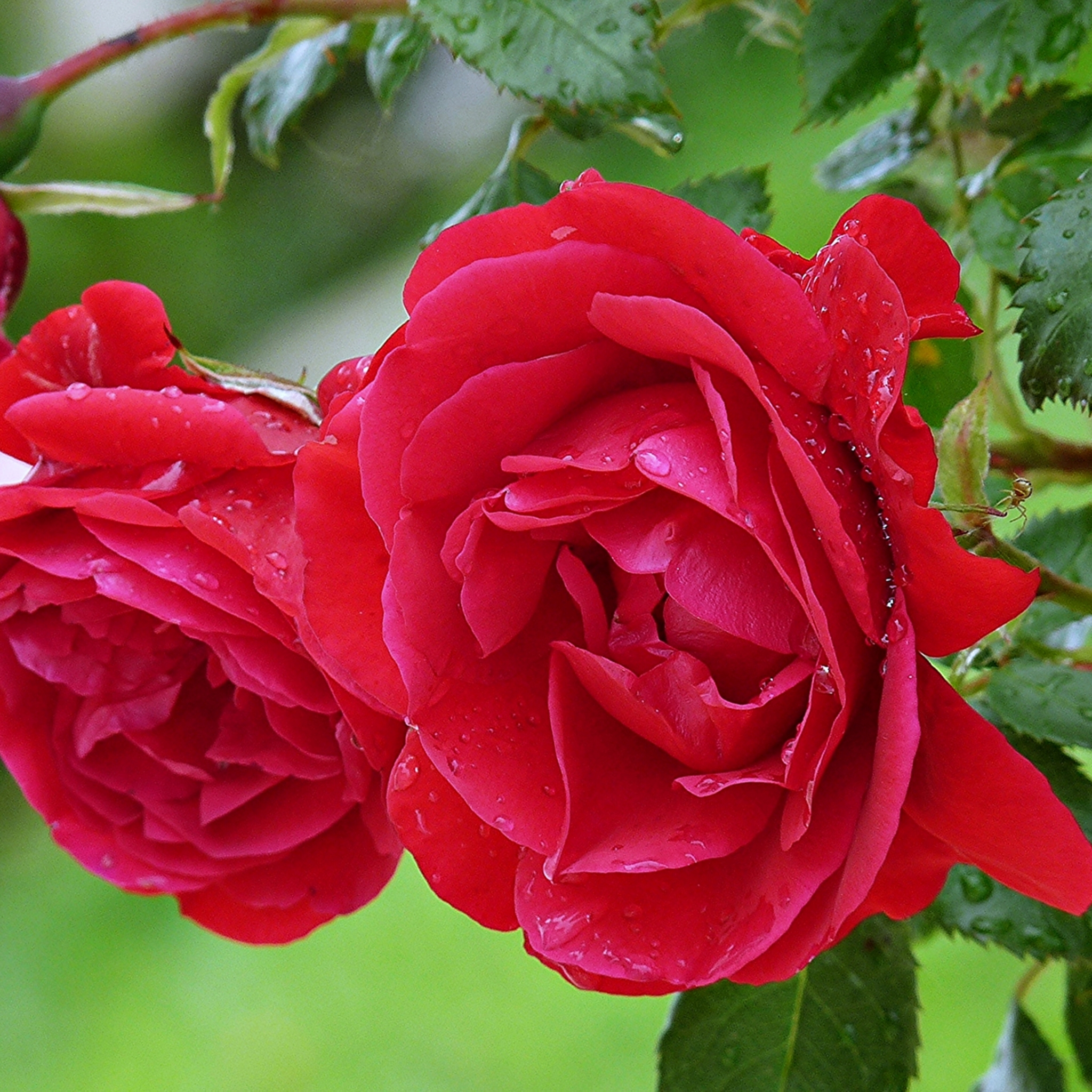 Две розы на кусте
