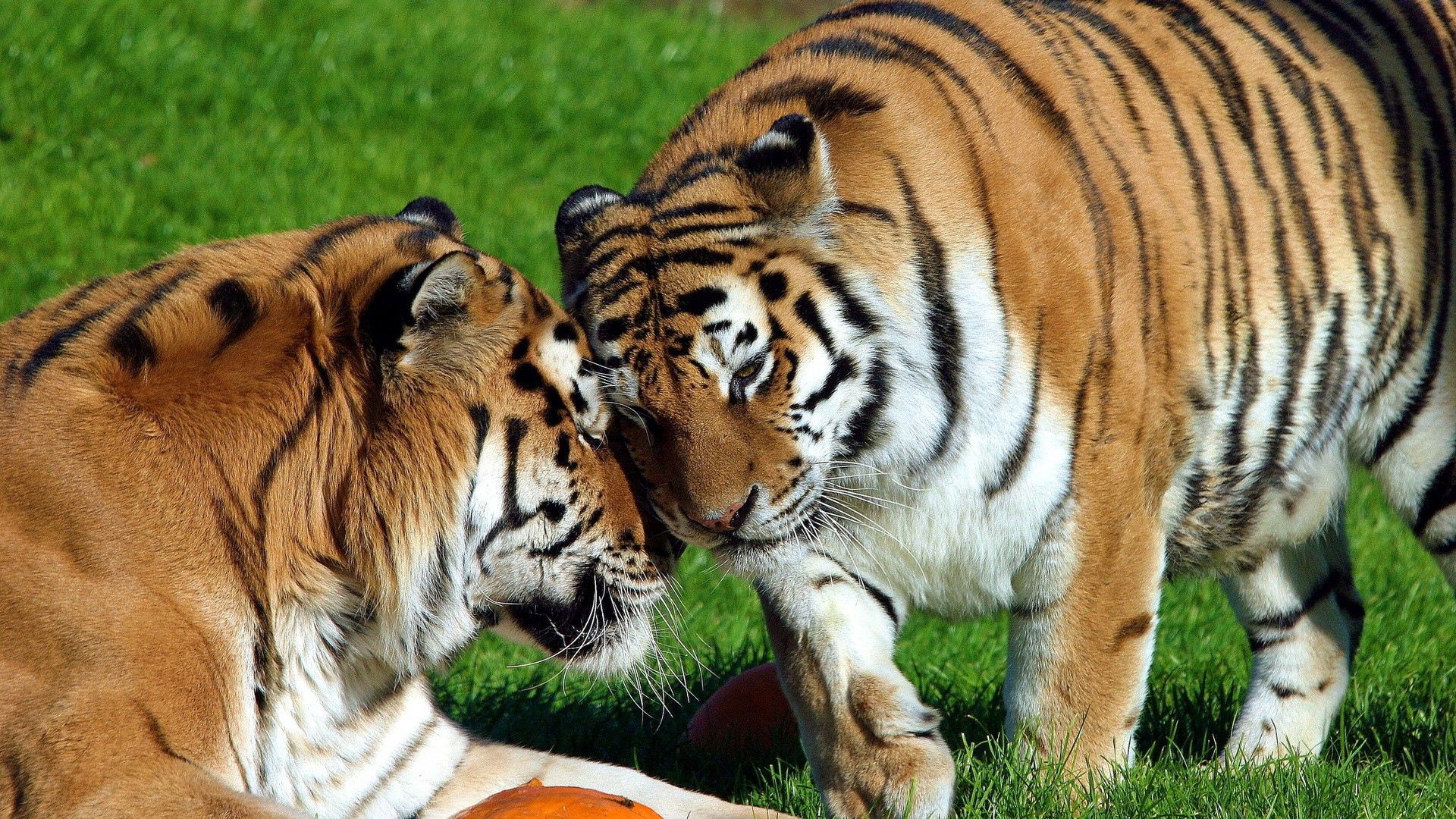 65394 descargar fondo de pantalla animales, tigres, pareja, par, grandes felinos, depredadores: protectores de pantalla e imágenes gratis