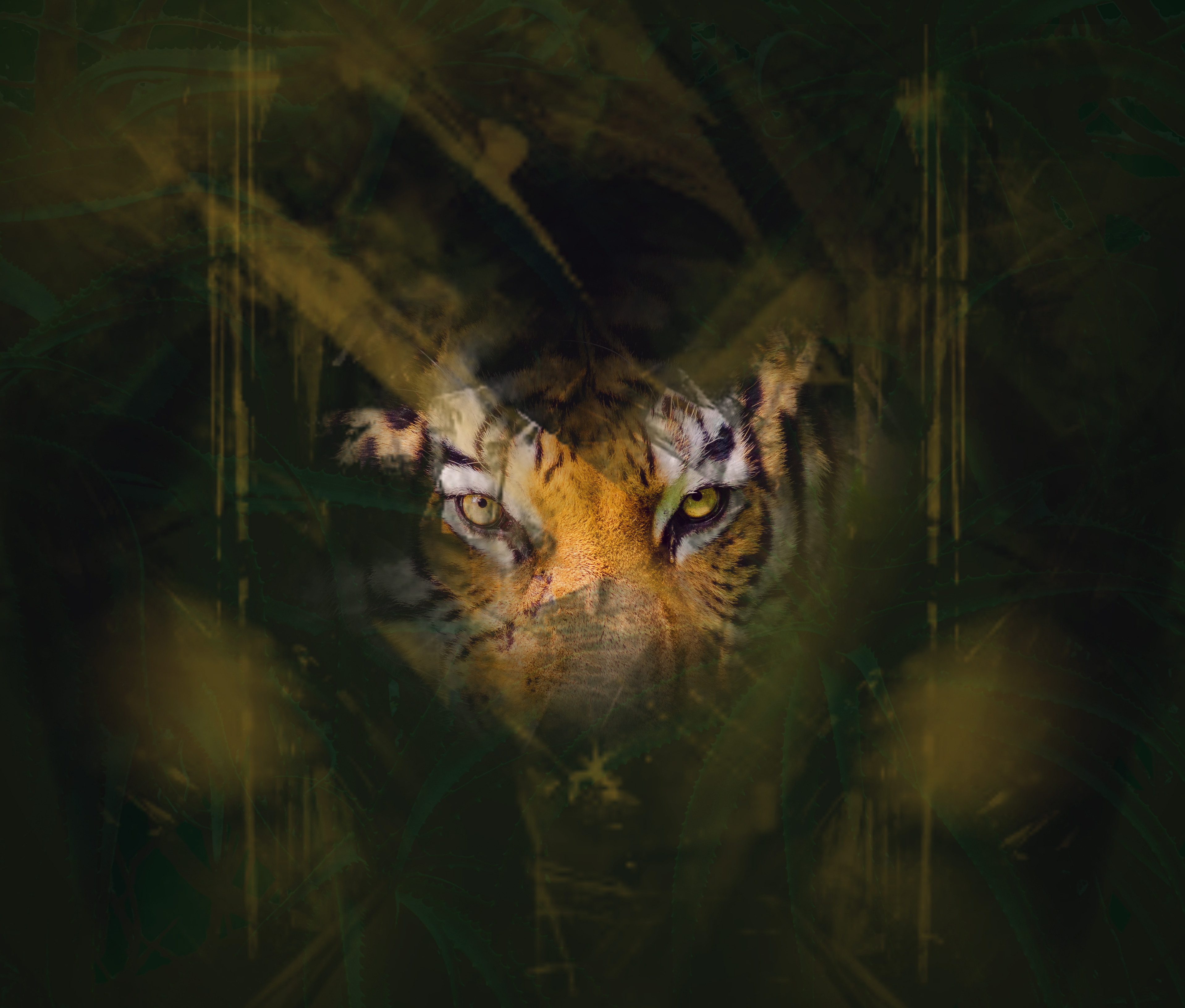 Download mobile wallpaper Sight, Opinion, Hide, Animals, Eyes, Tiger for free.