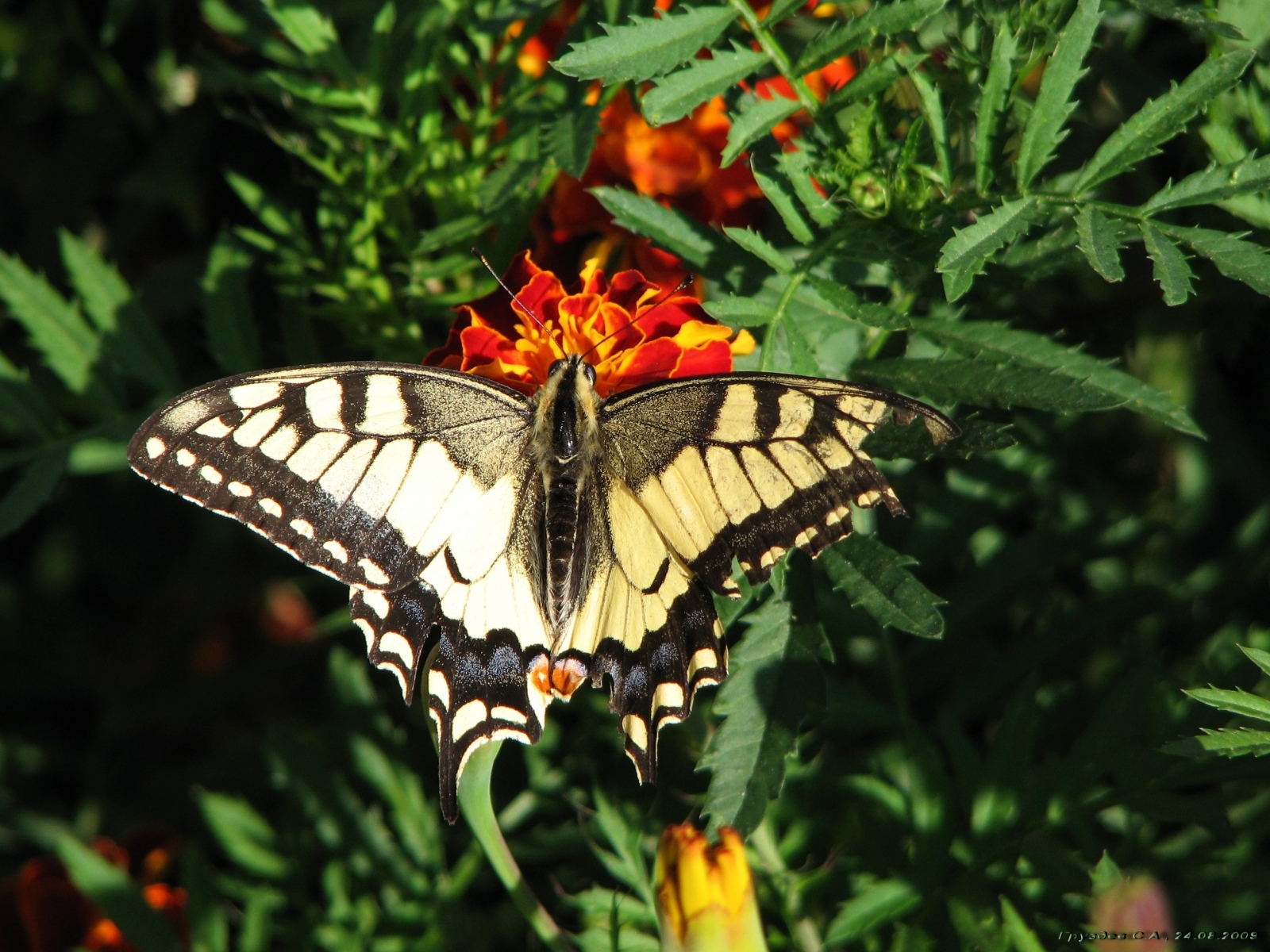 35 baixar imagens borboletas, insetos - papéis de parede e protetores de tela gratuitamente