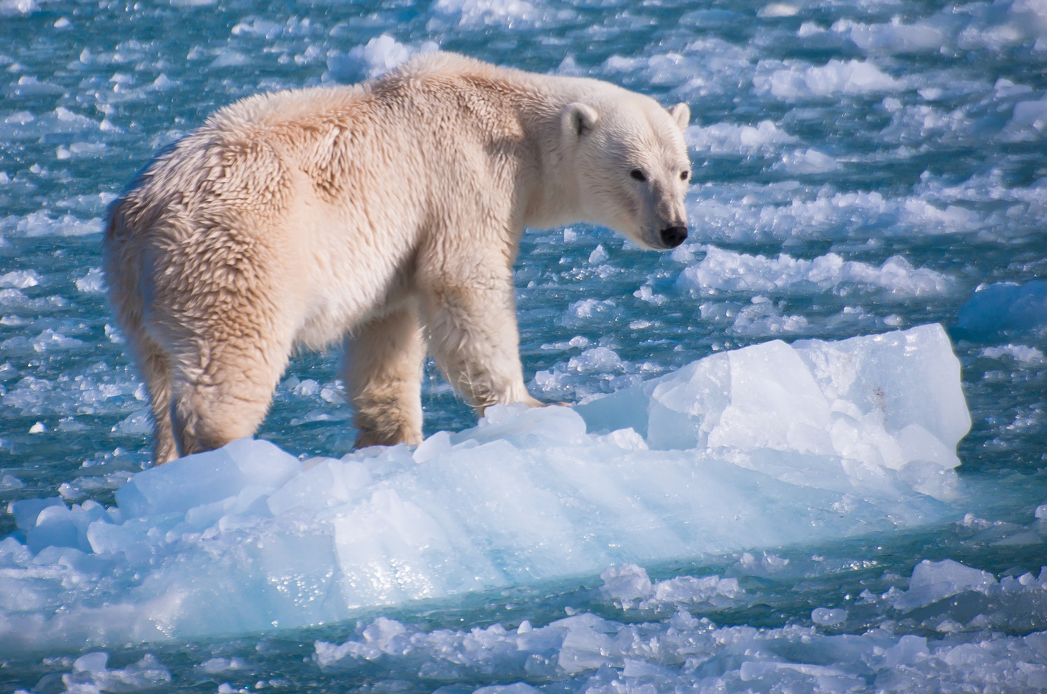 390517 télécharger le fond d'écran ours polaire, animaux, ours polair, ours, glace - économiseurs d'écran et images gratuitement