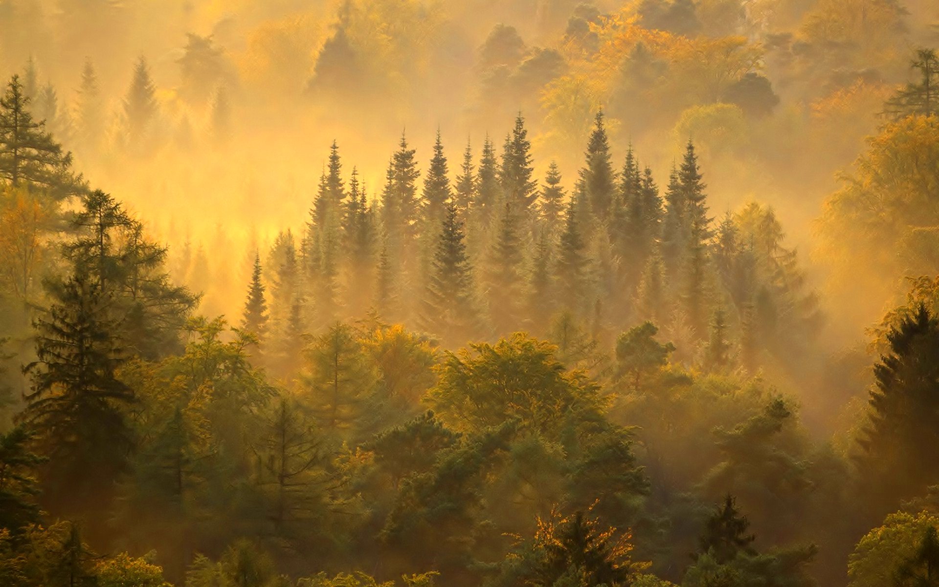 Пейзаж леса в тумане