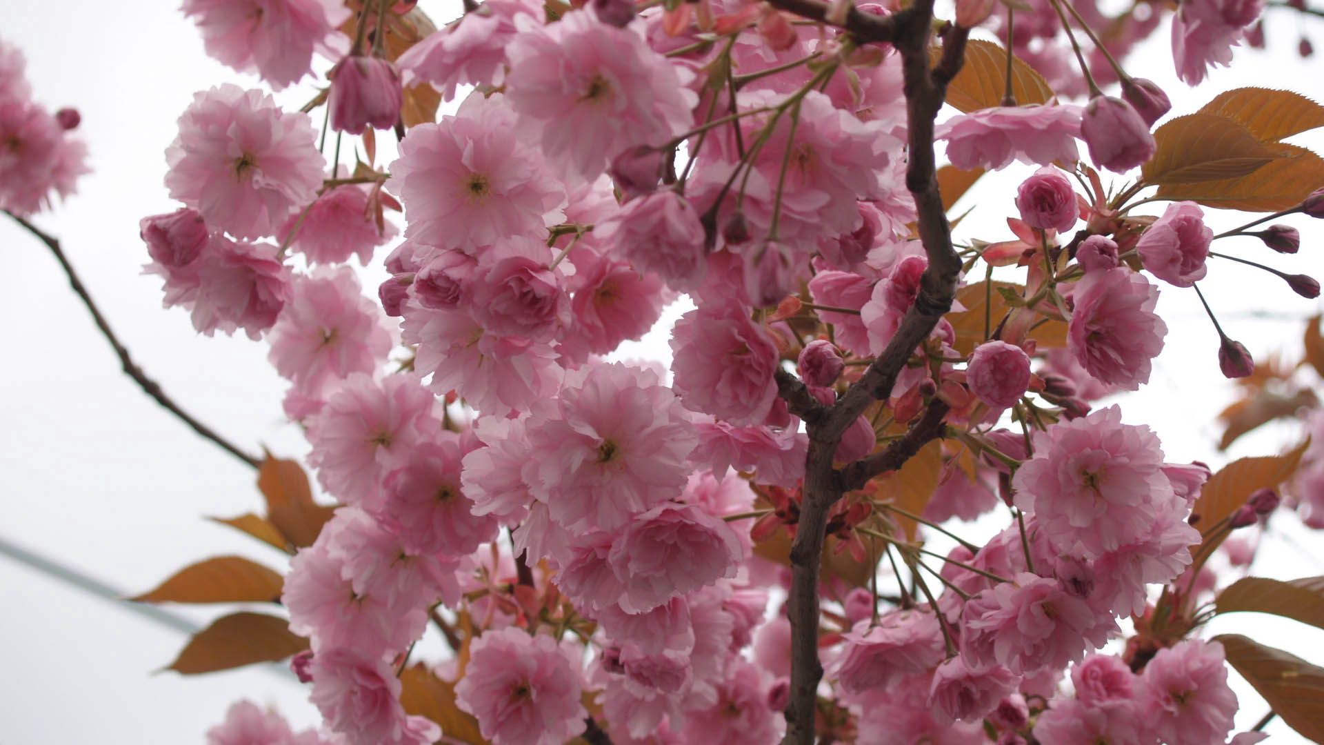 無料モバイル壁紙枝, 工場, ブランチ, 咲く, 開花, ピンク, フラワーズ, 植物をダウンロードします。
