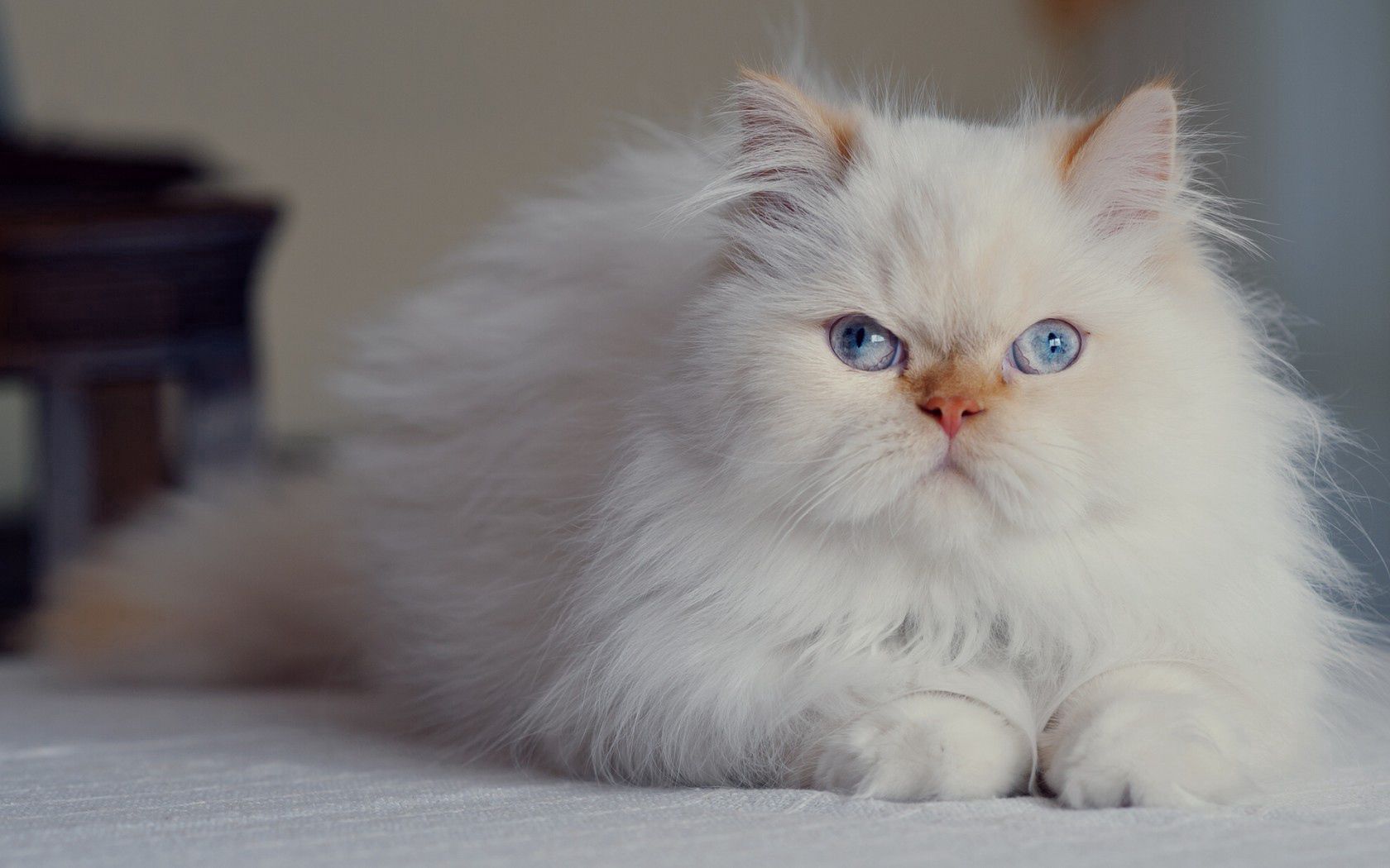 animals, cat, fluffy, persian, blue eyed High Definition image