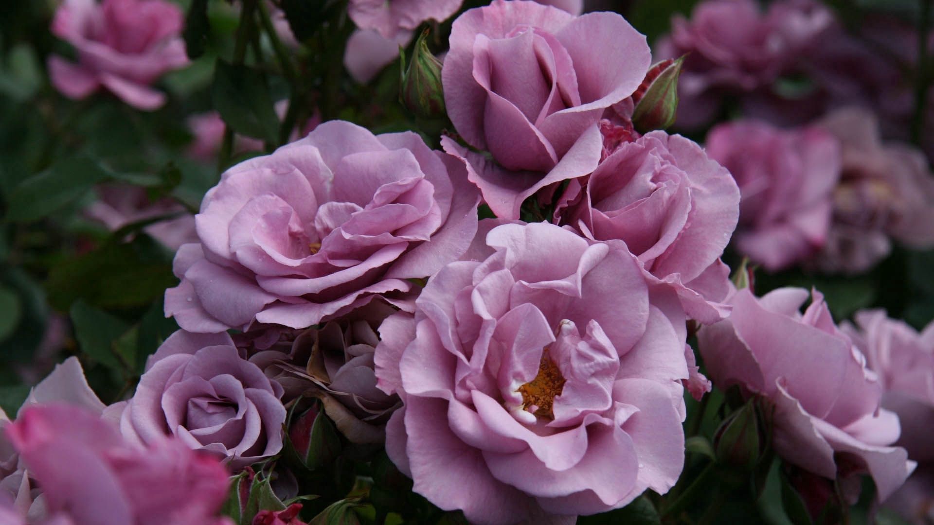 Laden Sie das Wild, Blumen, Rose, Blütenblätter-Bild kostenlos auf Ihren PC-Desktop herunter