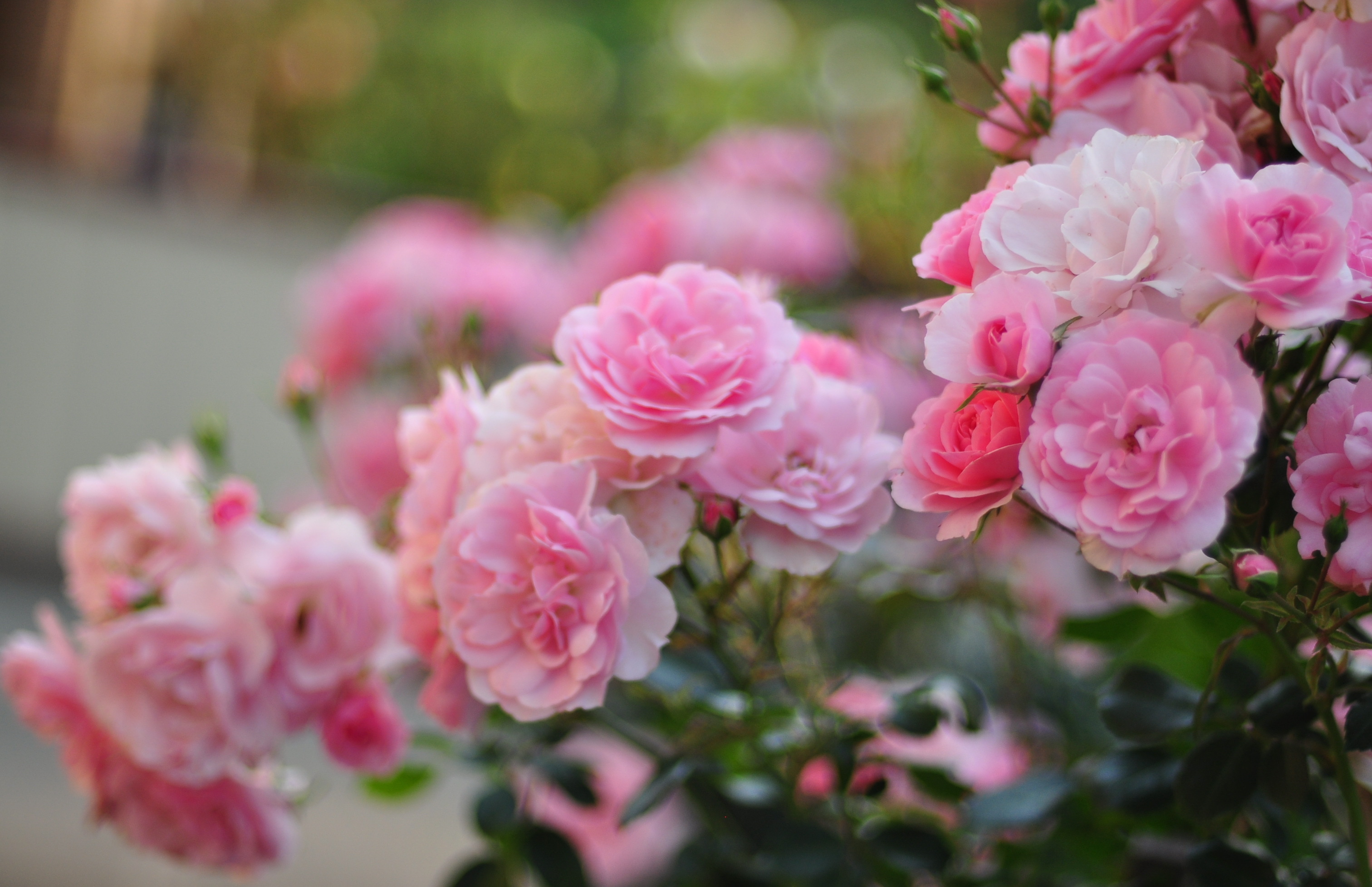 Download mobile wallpaper Rose Bush, Pink Flower, Flowers, Nature, Flower, Rose, Earth for free.