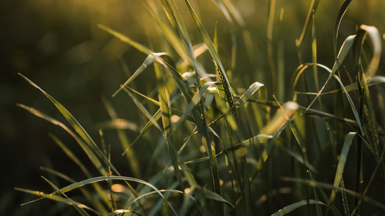 Ear nature. Трава макро. Трава 2560x1440. Трава макро фото. Фон рабочего стола успокаивающий Колос.