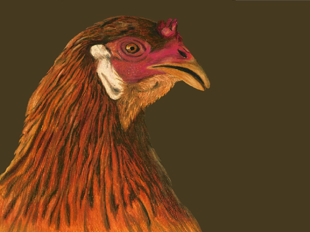 HD wallpaper animal, chicken