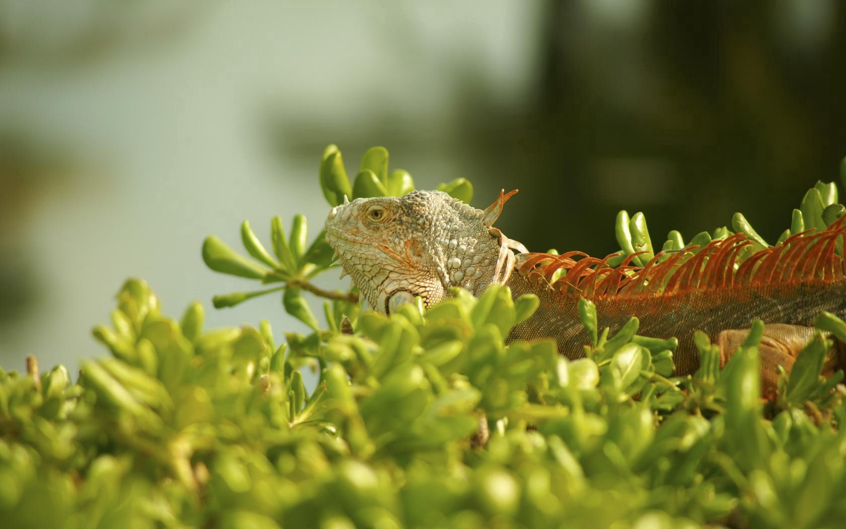 animals, grass, plant, iguana, climb High Definition image