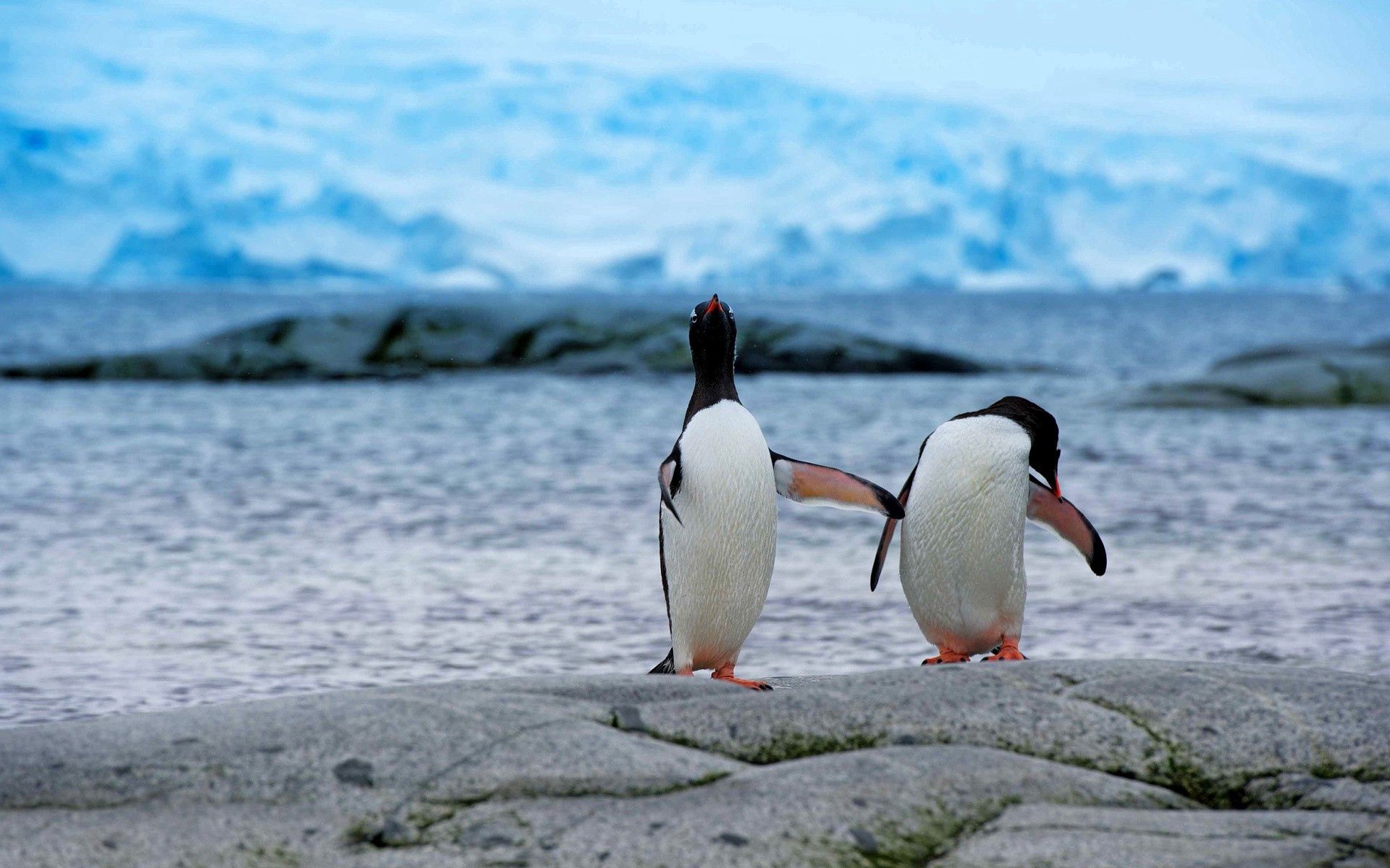 Téléchargez des papiers peints mobile Rive, Banque, Paire, Antarctique, Animaux, Coupler, Pinguouins gratuitement.