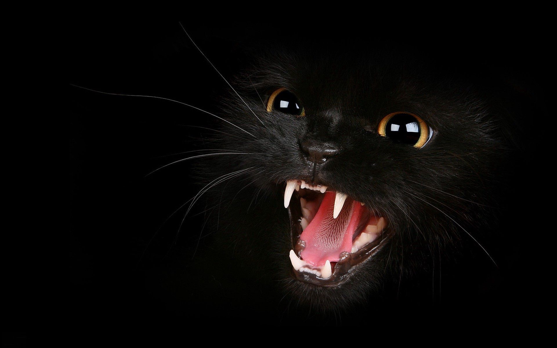 153596 Hintergrundbild herunterladen kätzchen, tiere, schwarz, aggression, grinsen, grin, augen, das schwarze, miau - Bildschirmschoner und Bilder kostenlos