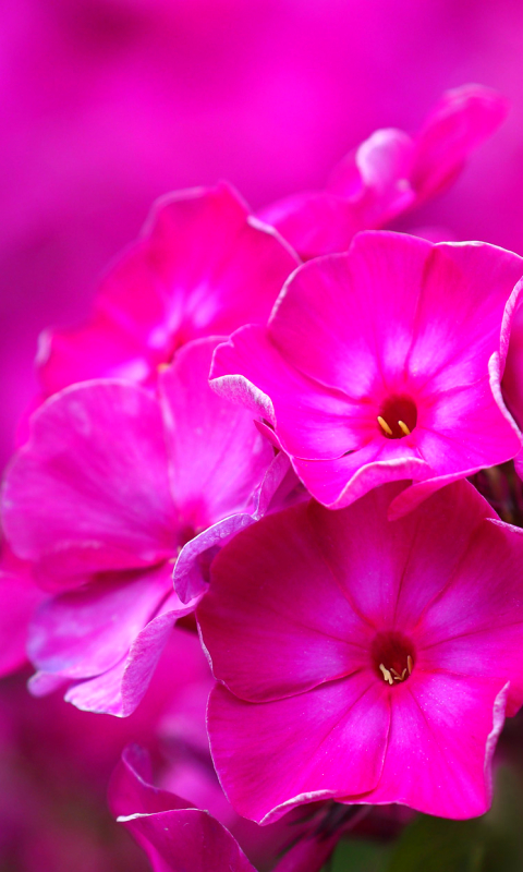 android earth, phlox, nature, flower, pink flower, blur, flowers