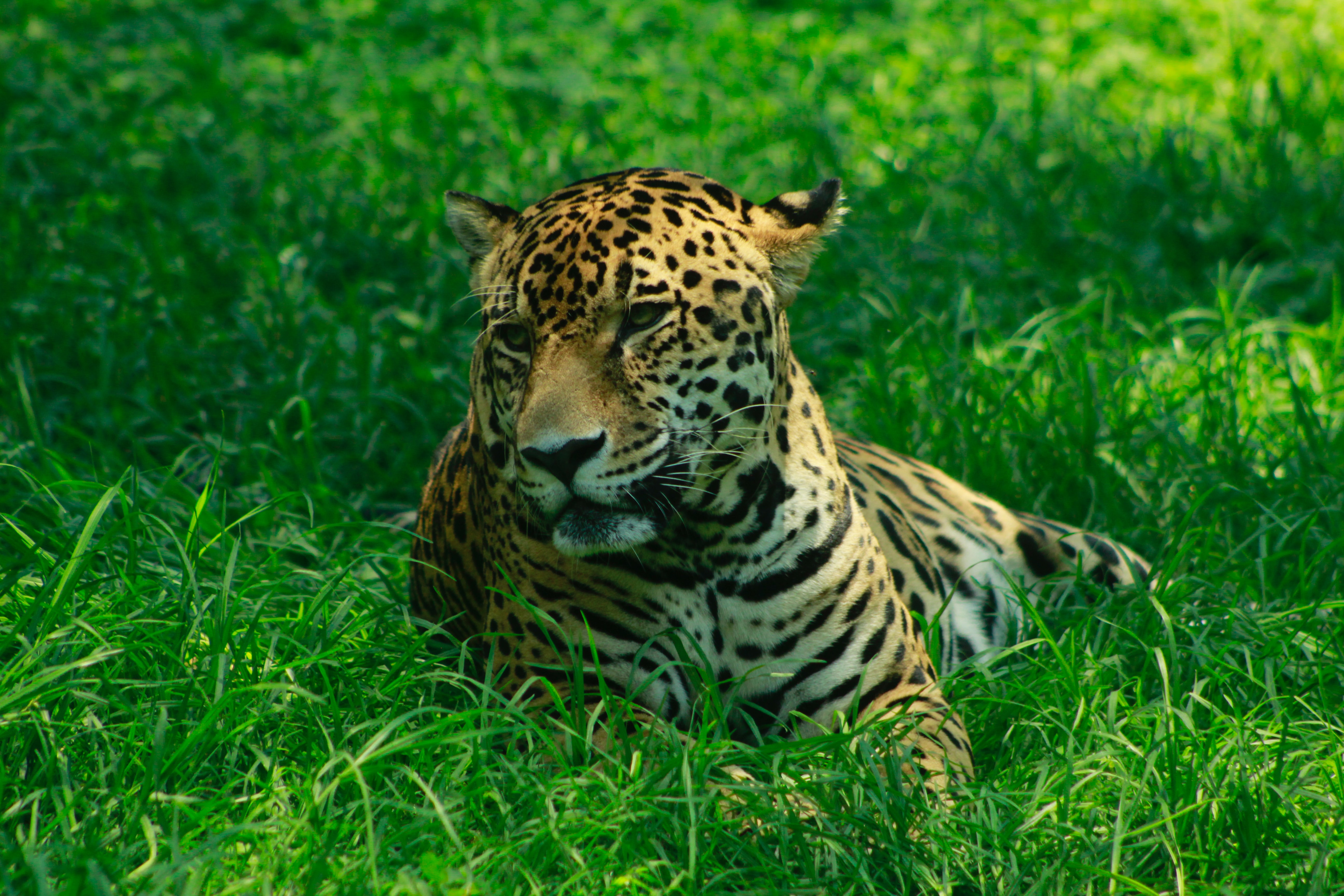 Download mobile wallpaper Wild, Predator, Animals, Grass, Leopard, Big Cat for free.