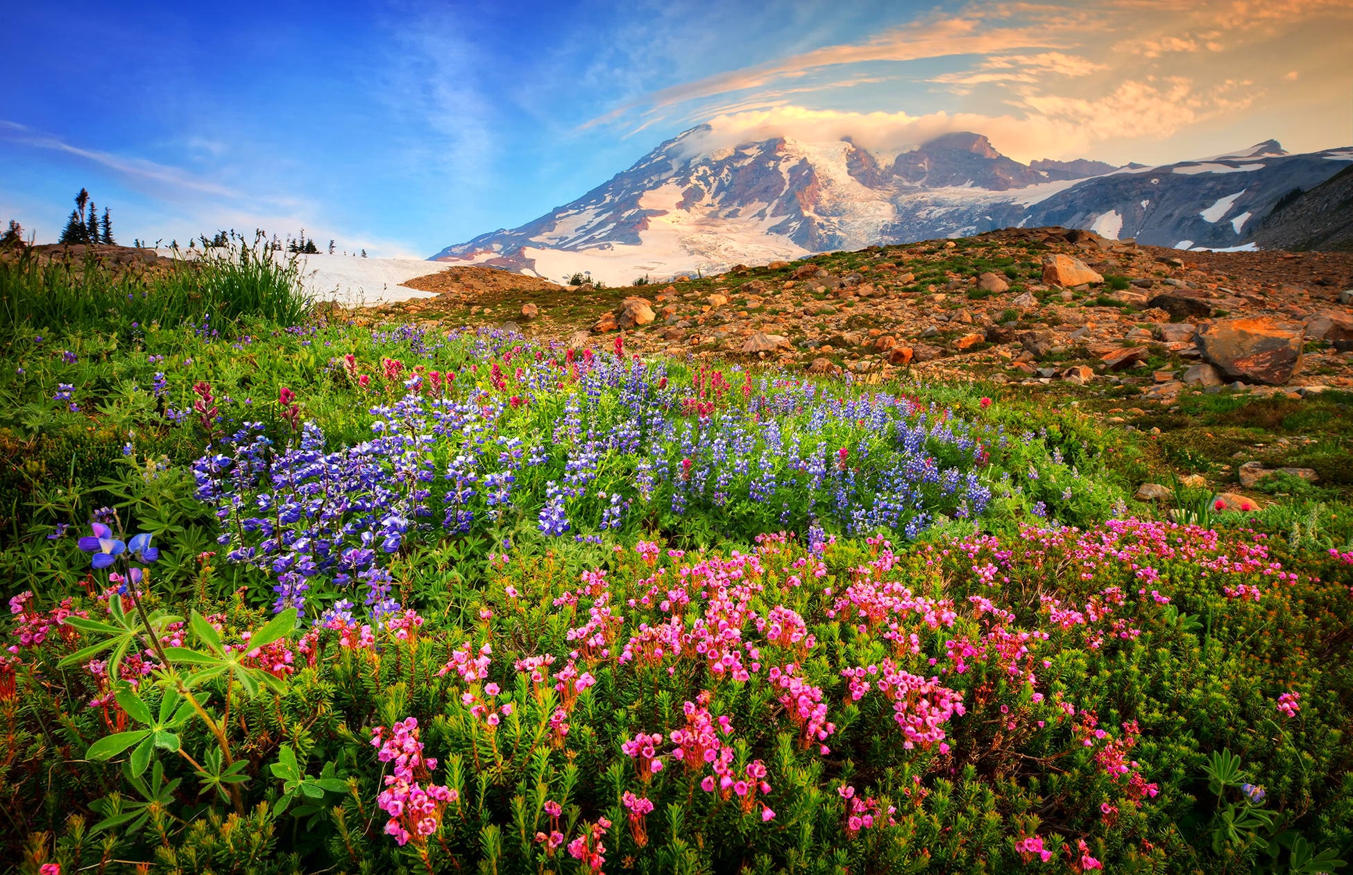 385143 скачать картинку весна, земля/природа, цветок, поле, гора, розовый цветок, полевой цветок, флауэрсы - обои и заставки бесплатно