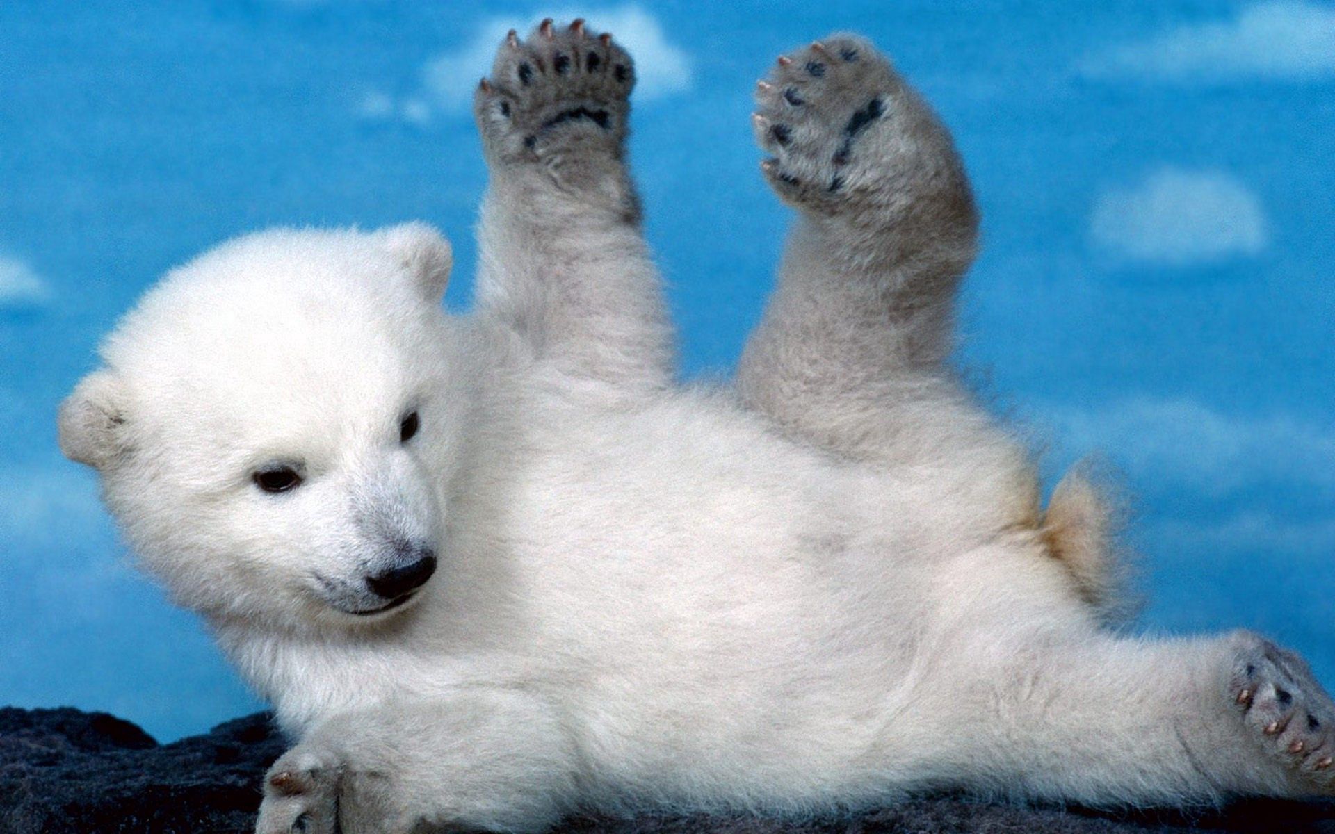 animals, teddy bear, young, to lie down, lie, playful, joey, paws, polar bear, bear cub phone background
