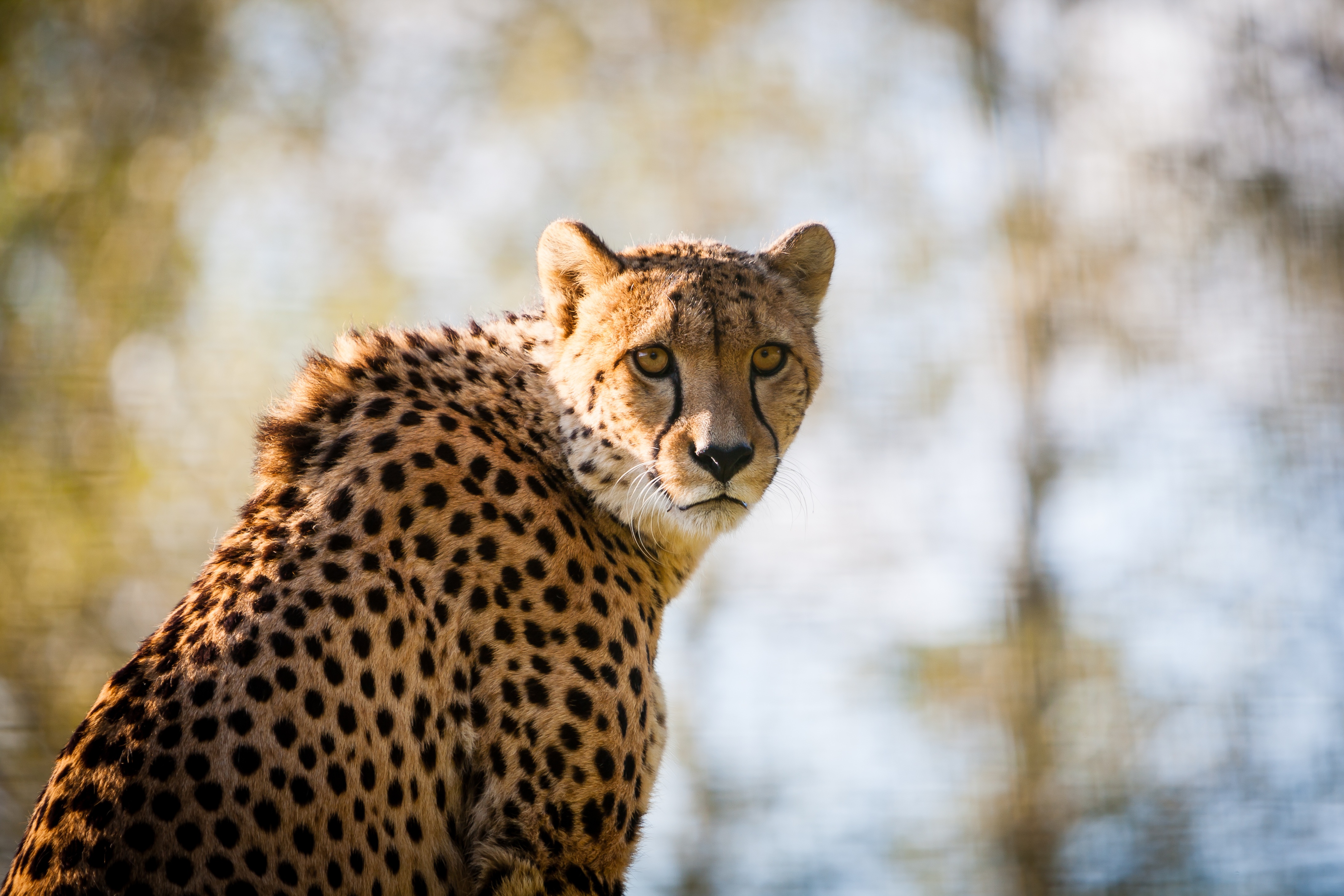 Download Cheetah wallpapers for mobile phone, free Cheetah HD pictures