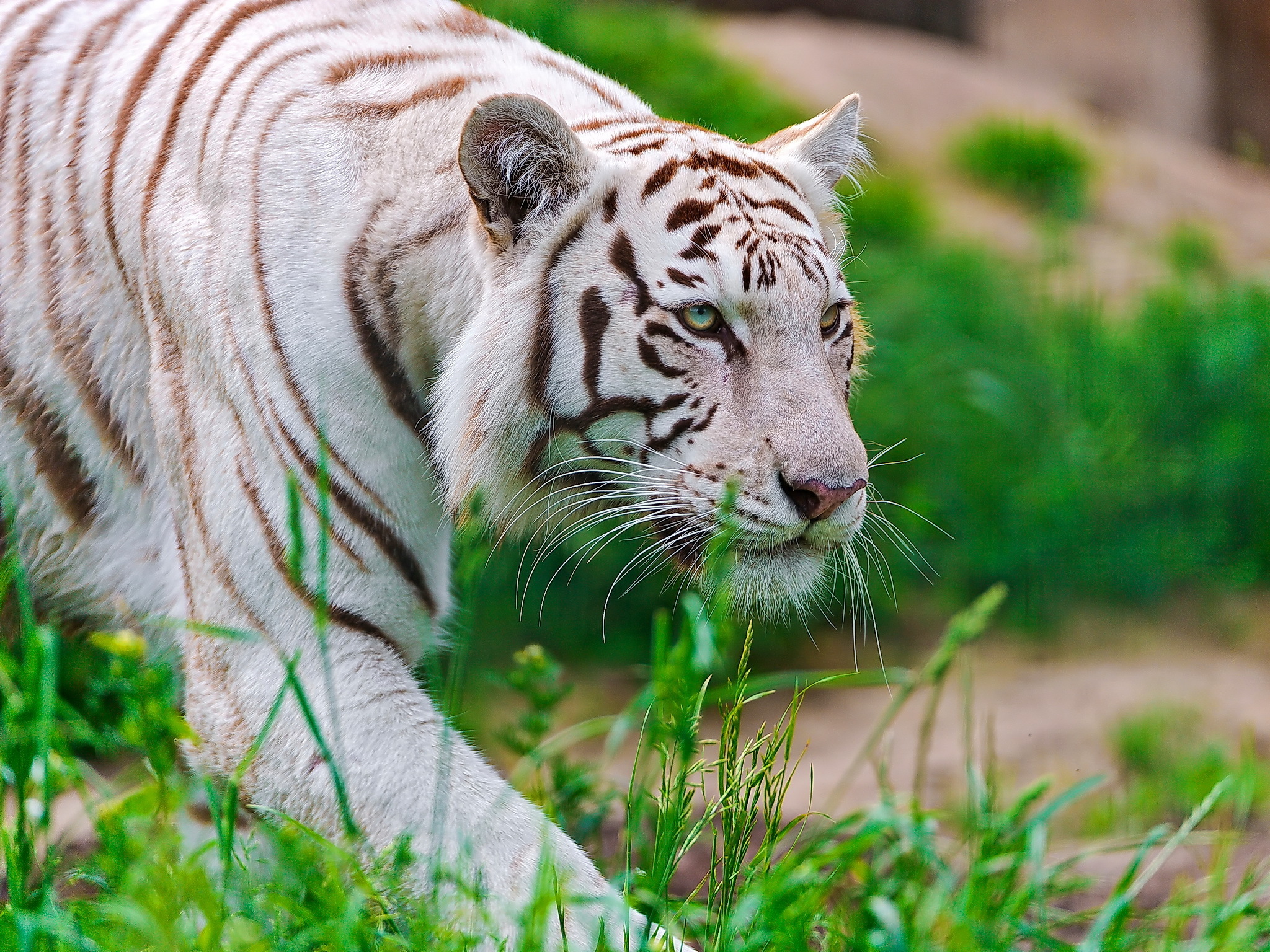 Уссурийский тигр бенгальский тигр
