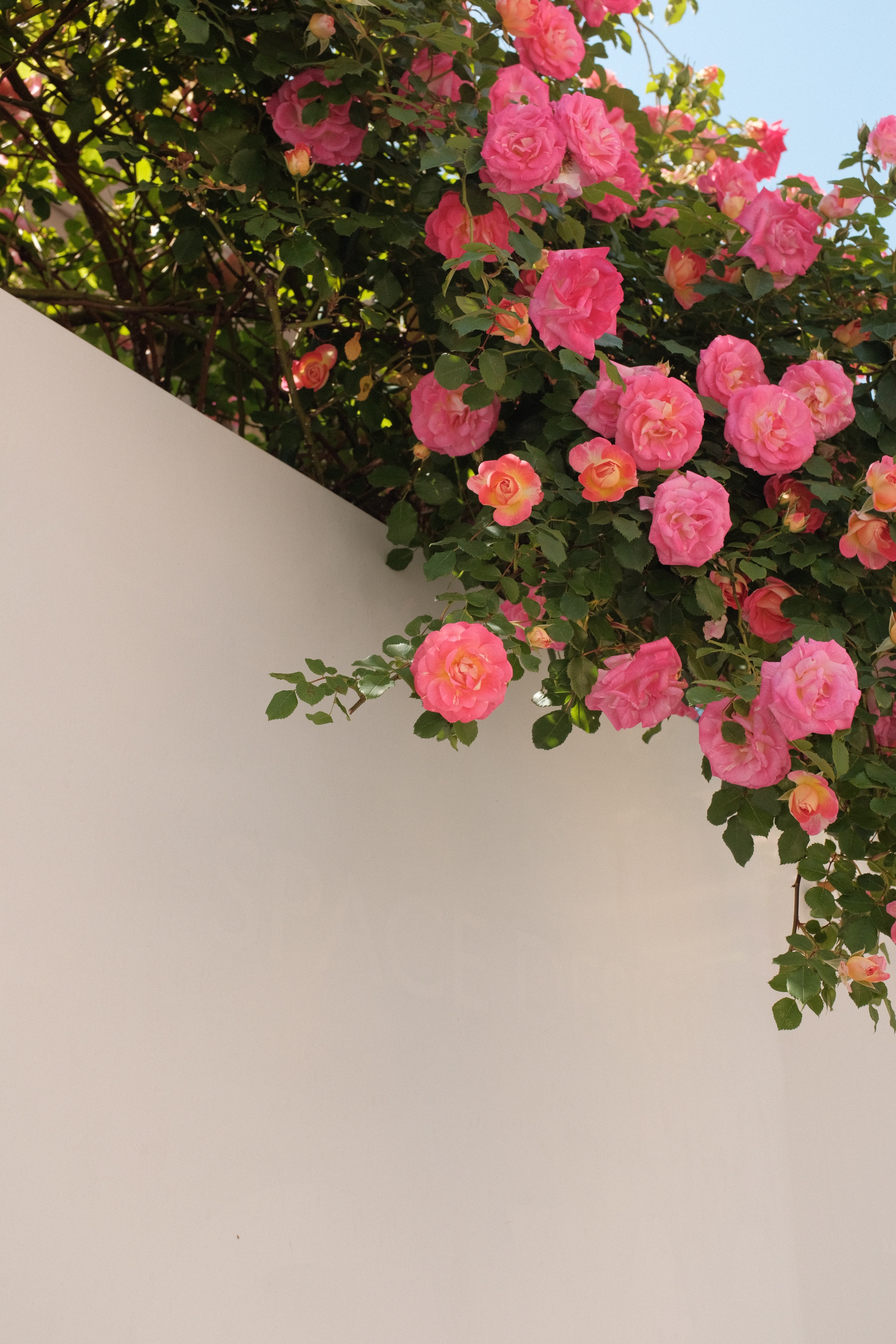 HD wallpaper roses, flowers, bush, bloom, flowering, wall