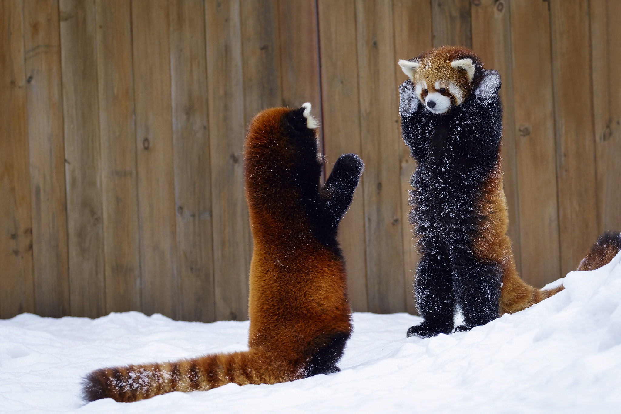 781720 免費下載壁紙 动物, 小熊猫, 雪, 冬季 屏保和圖片