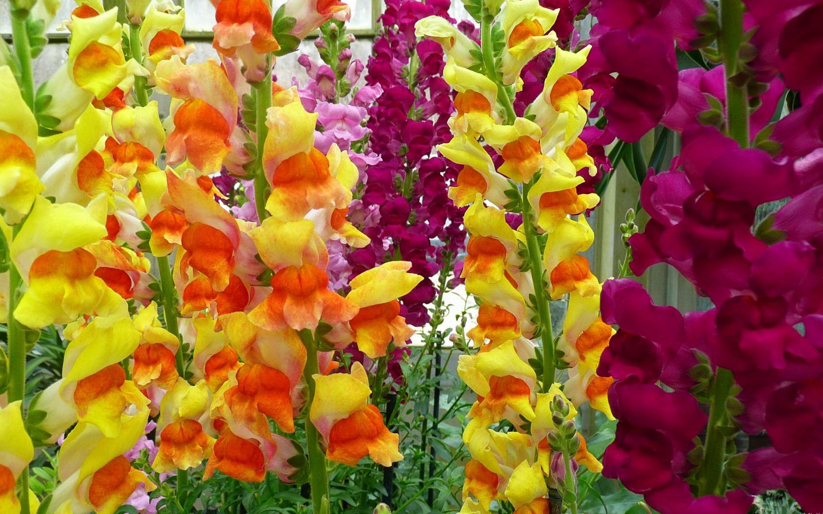 Download mobile wallpaper Greens, Gladiolus, Flowers, Multicolored, Bright, Garden for free.