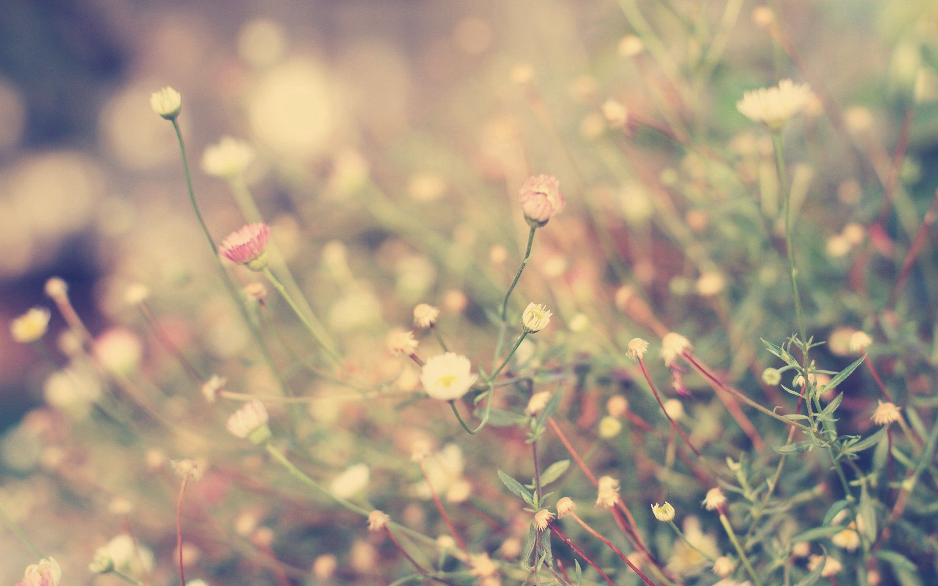 flowers, grass, background, macro, shine, light, polyana, glade for android