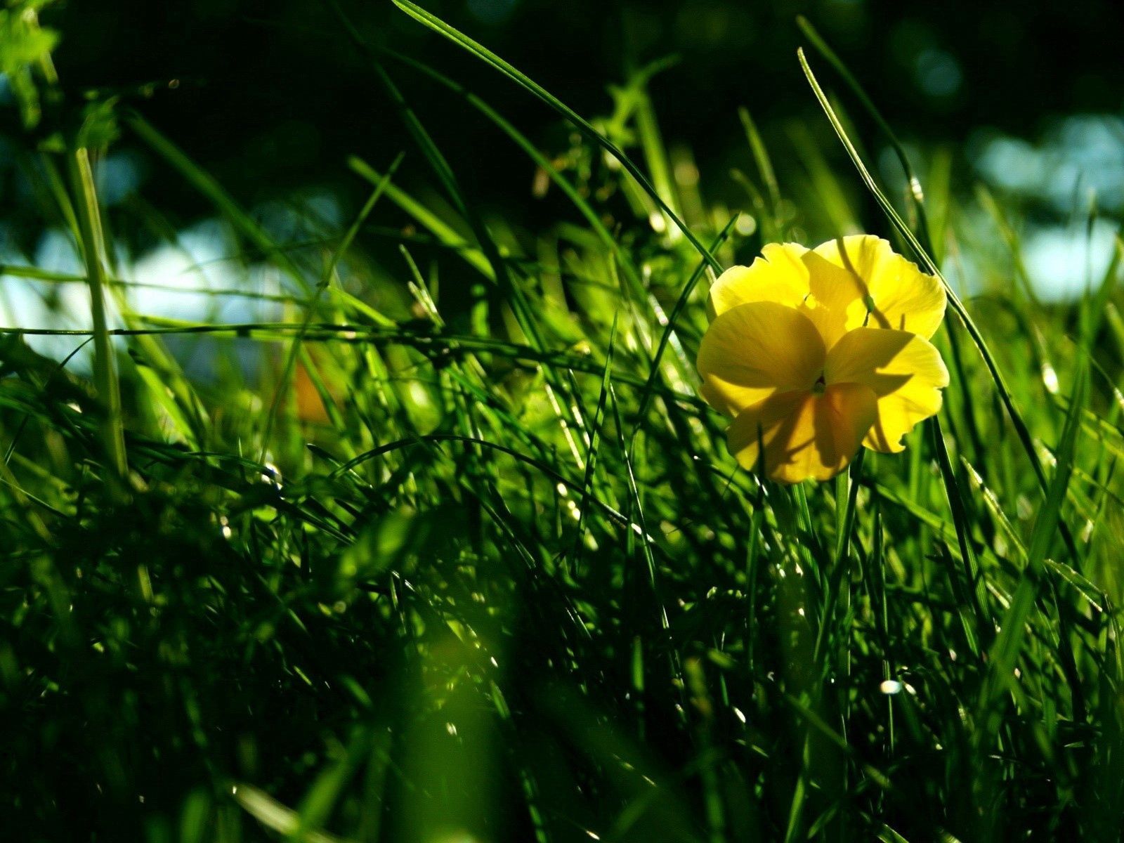 Laden Sie das Grass, Makro, Schatten, Plexus, Blume, Sommer-Bild kostenlos auf Ihren PC-Desktop herunter
