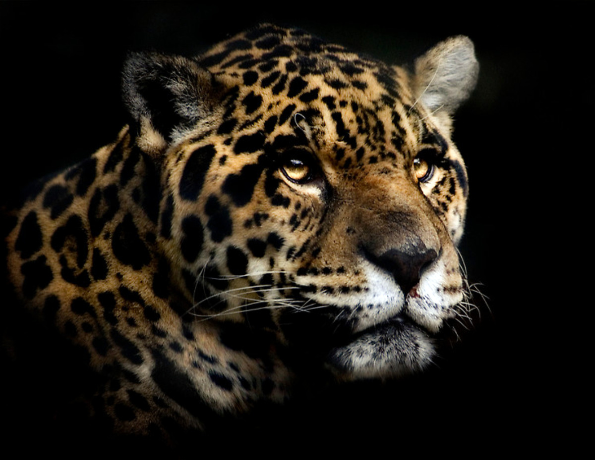 1518369 descargar fondo de pantalla animales, jaguar: protectores de pantalla e imágenes gratis