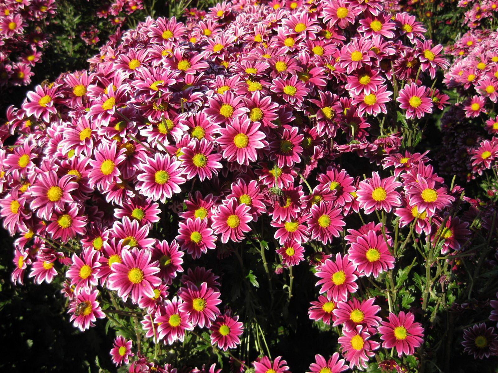 Laden Sie das Chrysantheme, Viel, Sonnigen, Sonnig, Garten, Blumen-Bild kostenlos auf Ihren PC-Desktop herunter