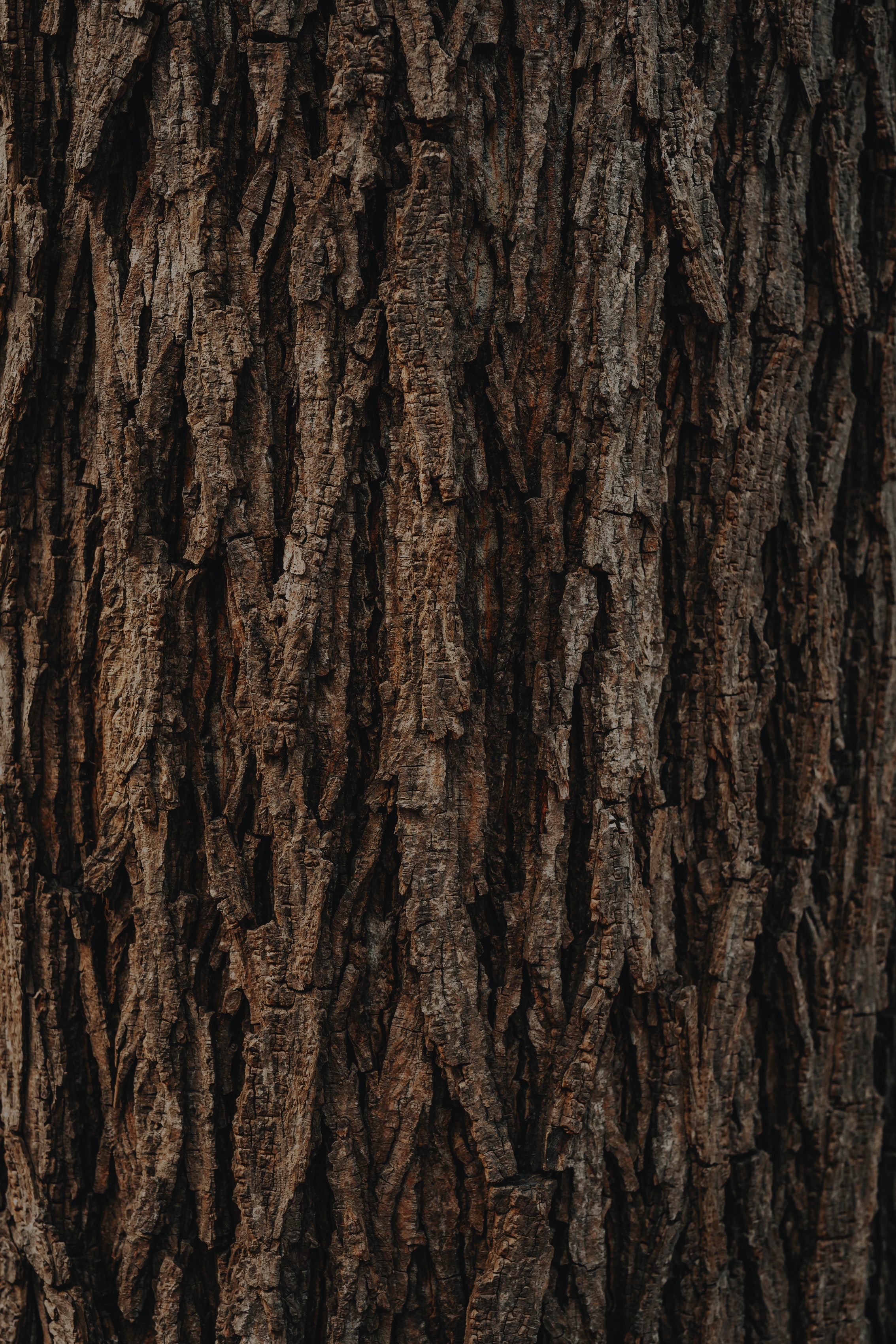 Download mobile wallpaper Bark, Wood, Relief, Tree, Texture, Brown, Textures for free.