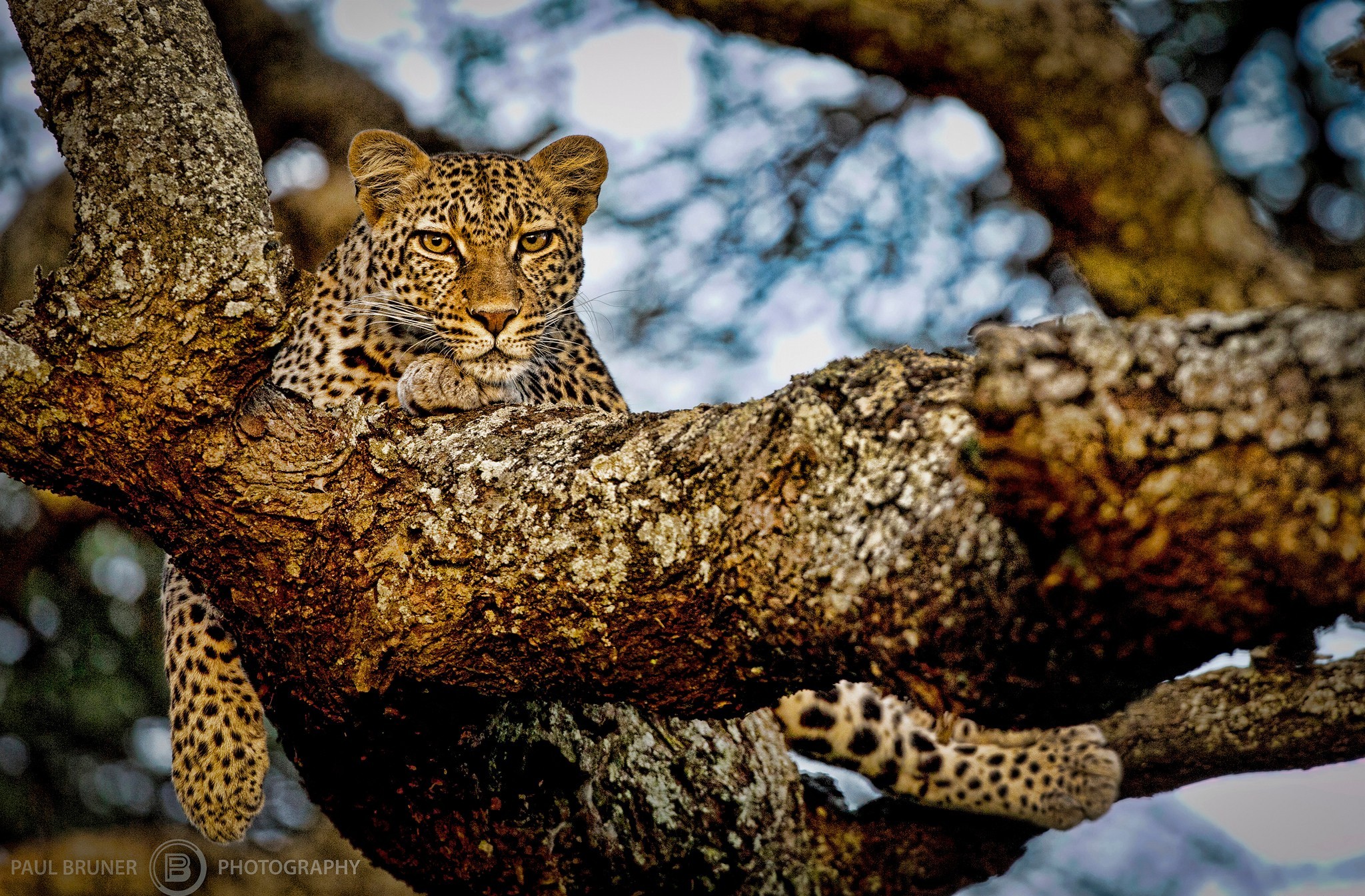 345525 免費下載壁紙 动物, 豹, 树枝, 休息, 猫 屏保和圖片