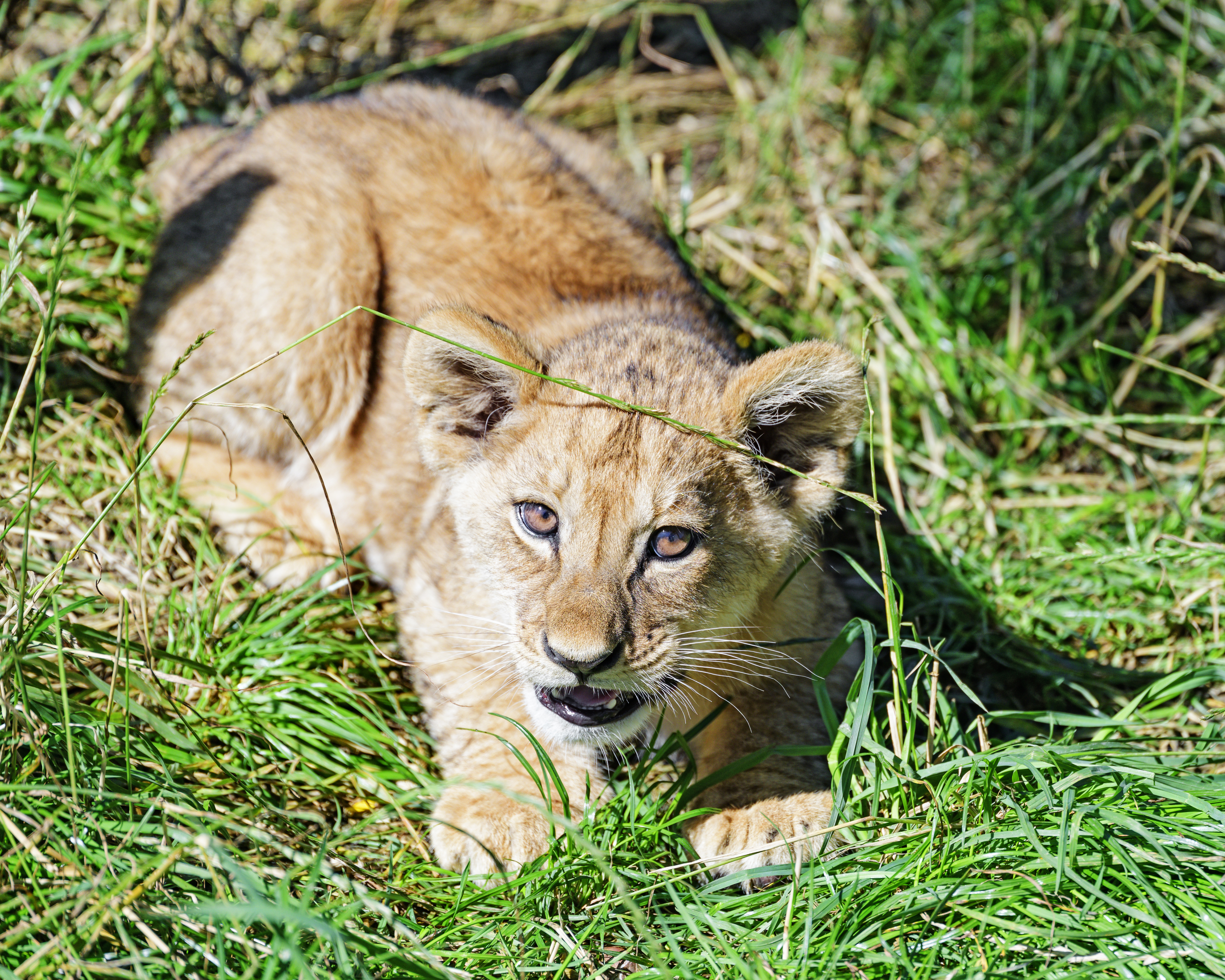 android young, funny, animals, grass, lion, sight, opinion, joey