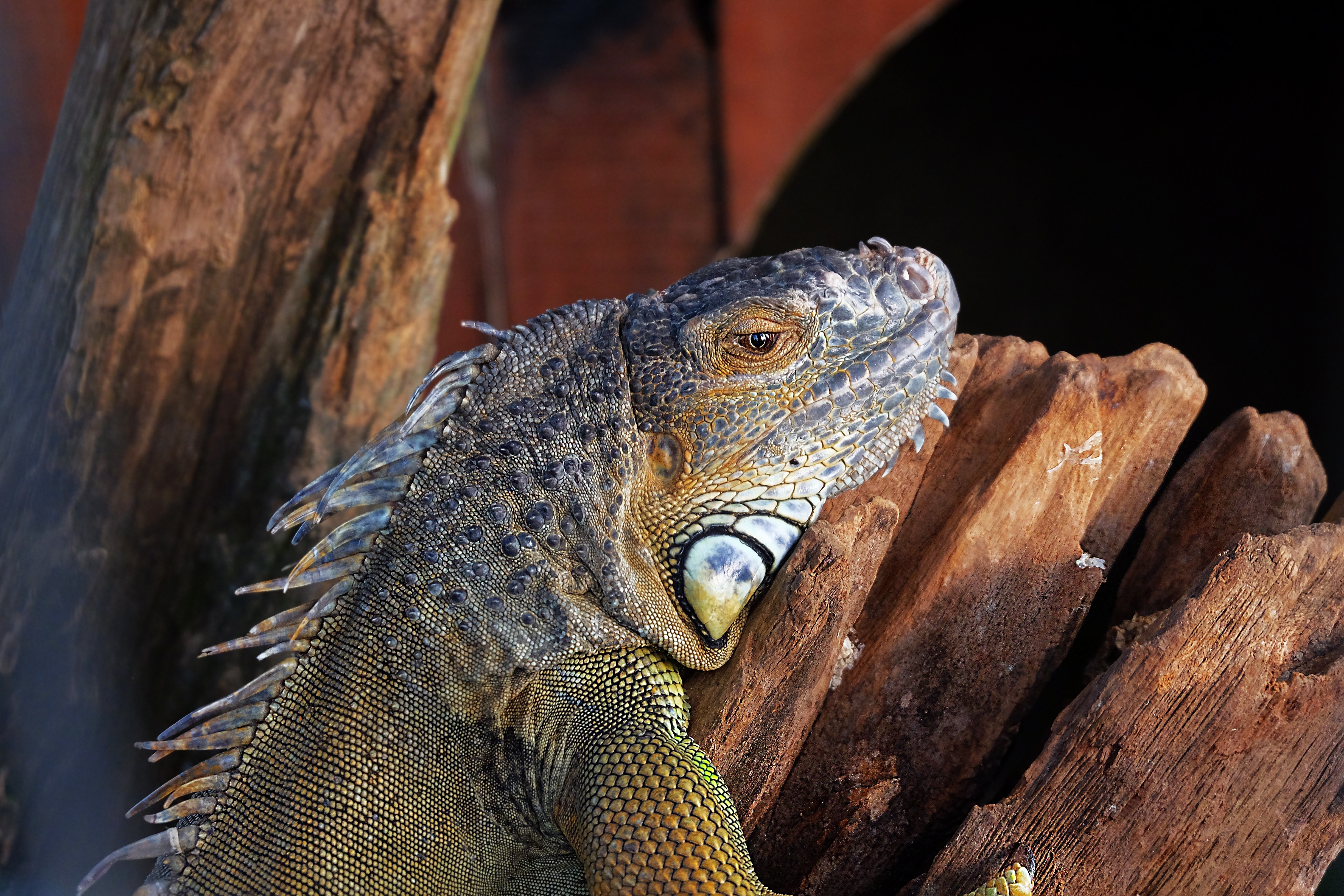 127036 Hintergrundbild herunterladen tiere, farbe, eidechse, reptil, reptile, leguan, iguana - Bildschirmschoner und Bilder kostenlos