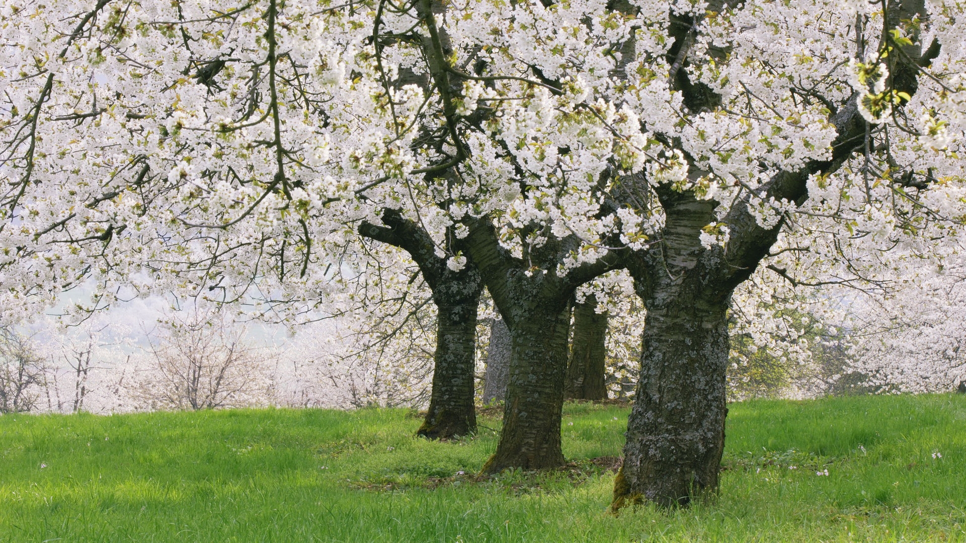 Laden Sie das Blumen, Bäume, Landschaft-Bild kostenlos auf Ihren PC-Desktop herunter