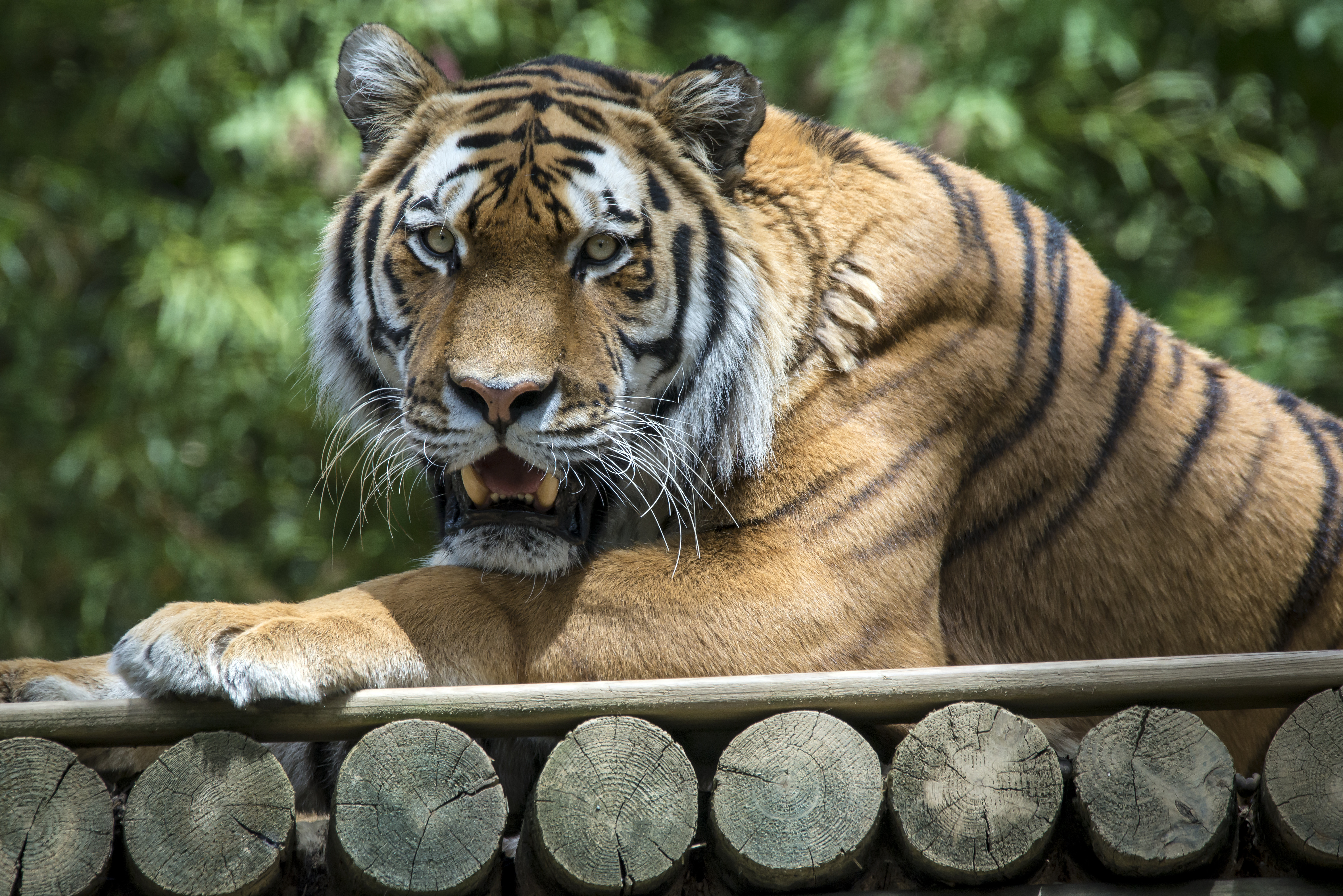94509 скачать картинку тигр, животные, хищник, клыки, пасть - обои и заставки бесплатно