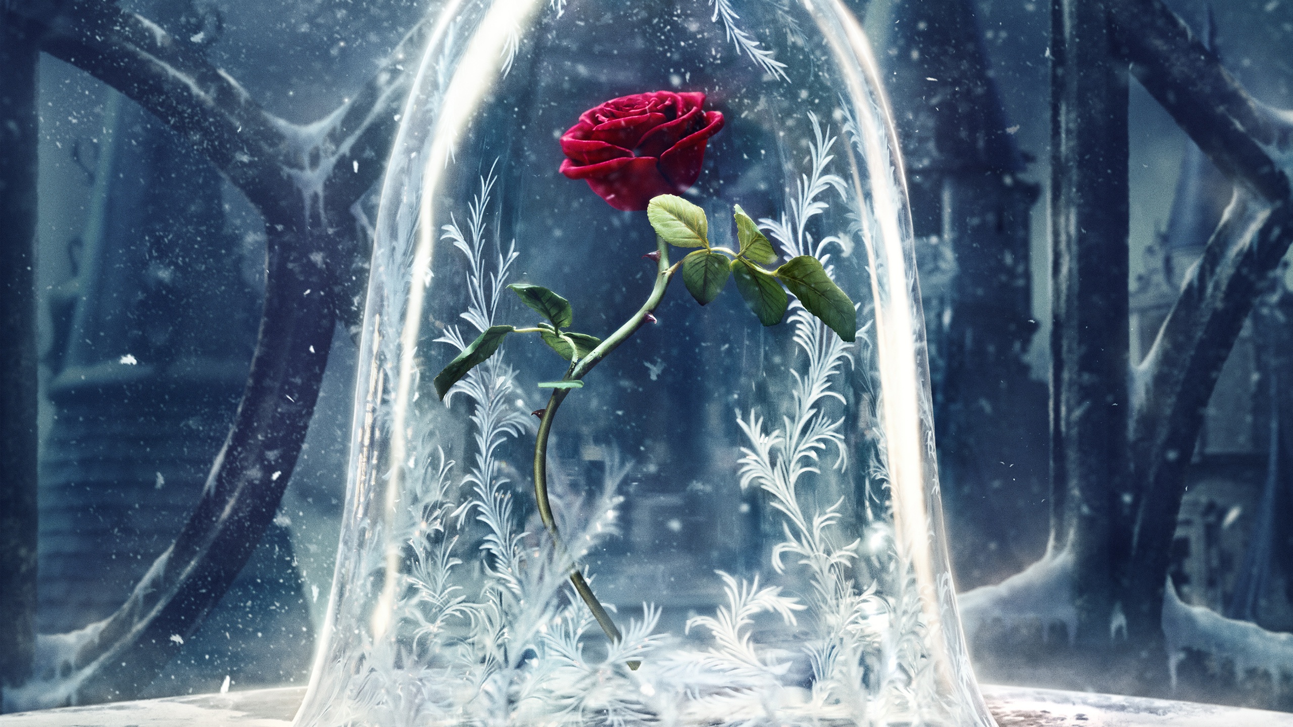red rose, rose, flower, movie, beauty and the beast (2017) UHD